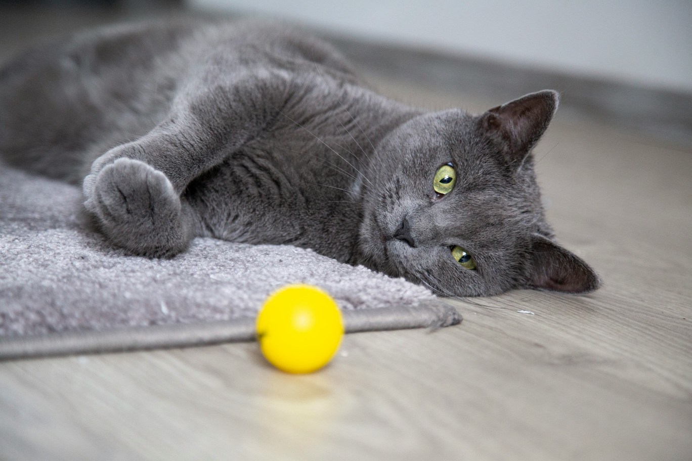 Graue Katze mit gelbem Spielball