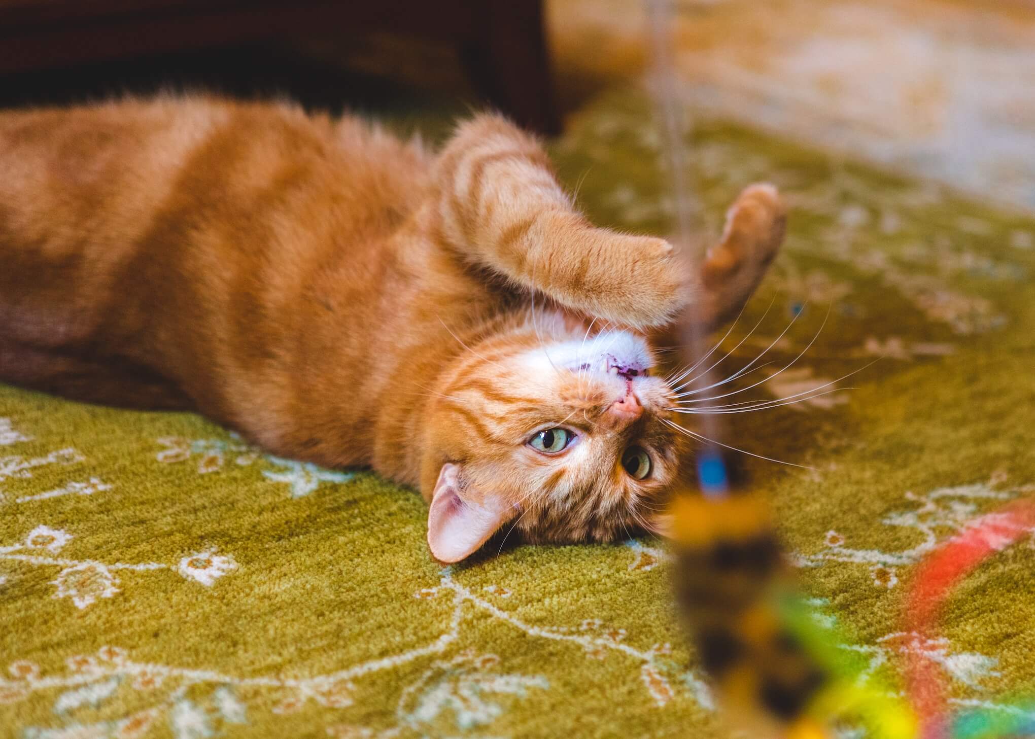 Rote Katze spielt mit Spielzeug und liegt am Rücken