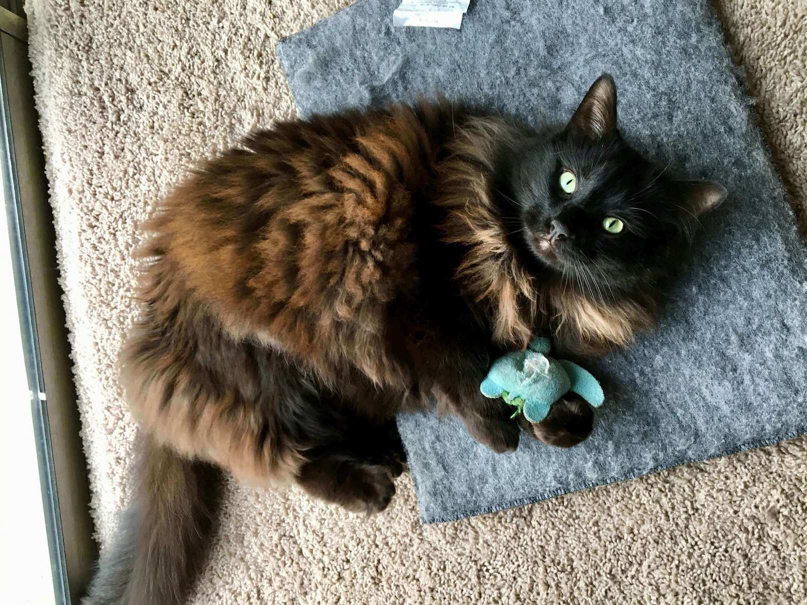 Schwarz-braune Katze spielt mit einem Spielzeug