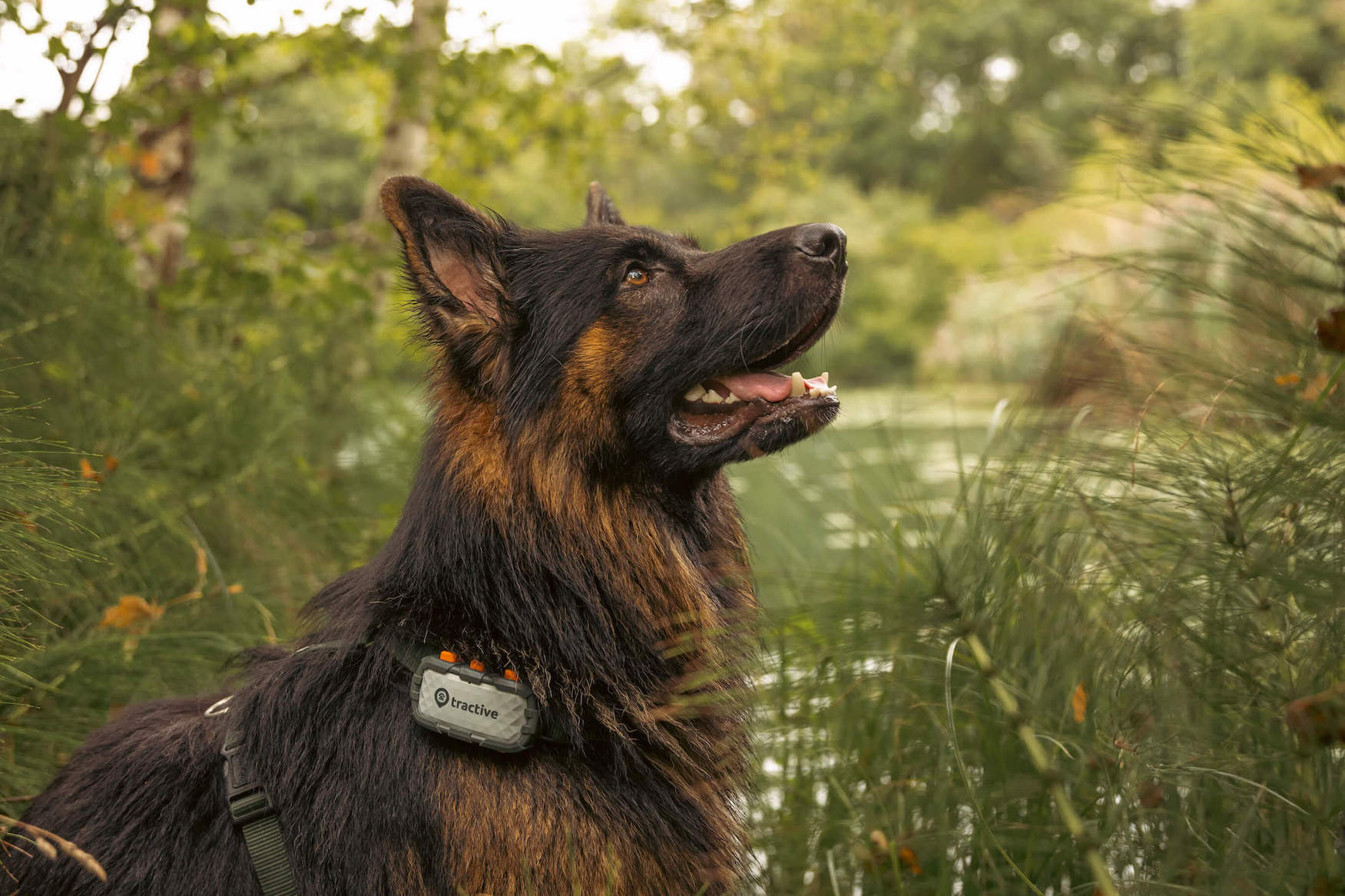 Schwarz-brauner Schäferhund trägt Tractive XL Tracker
