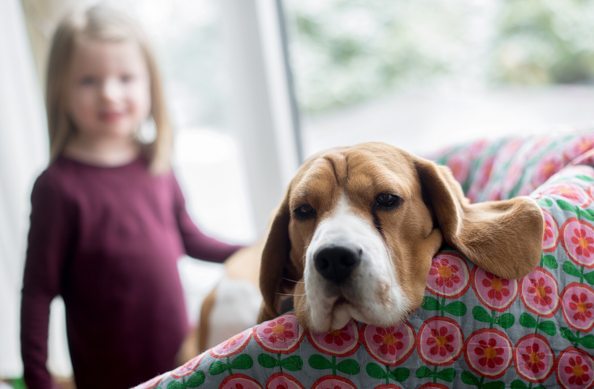 A senior Beagle rests on a couch with a child in the background