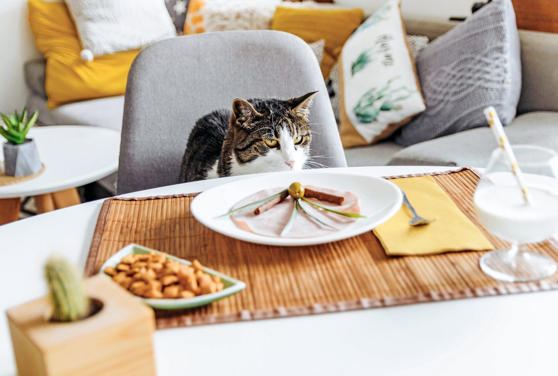 A cat sitting by a plate of food on a table