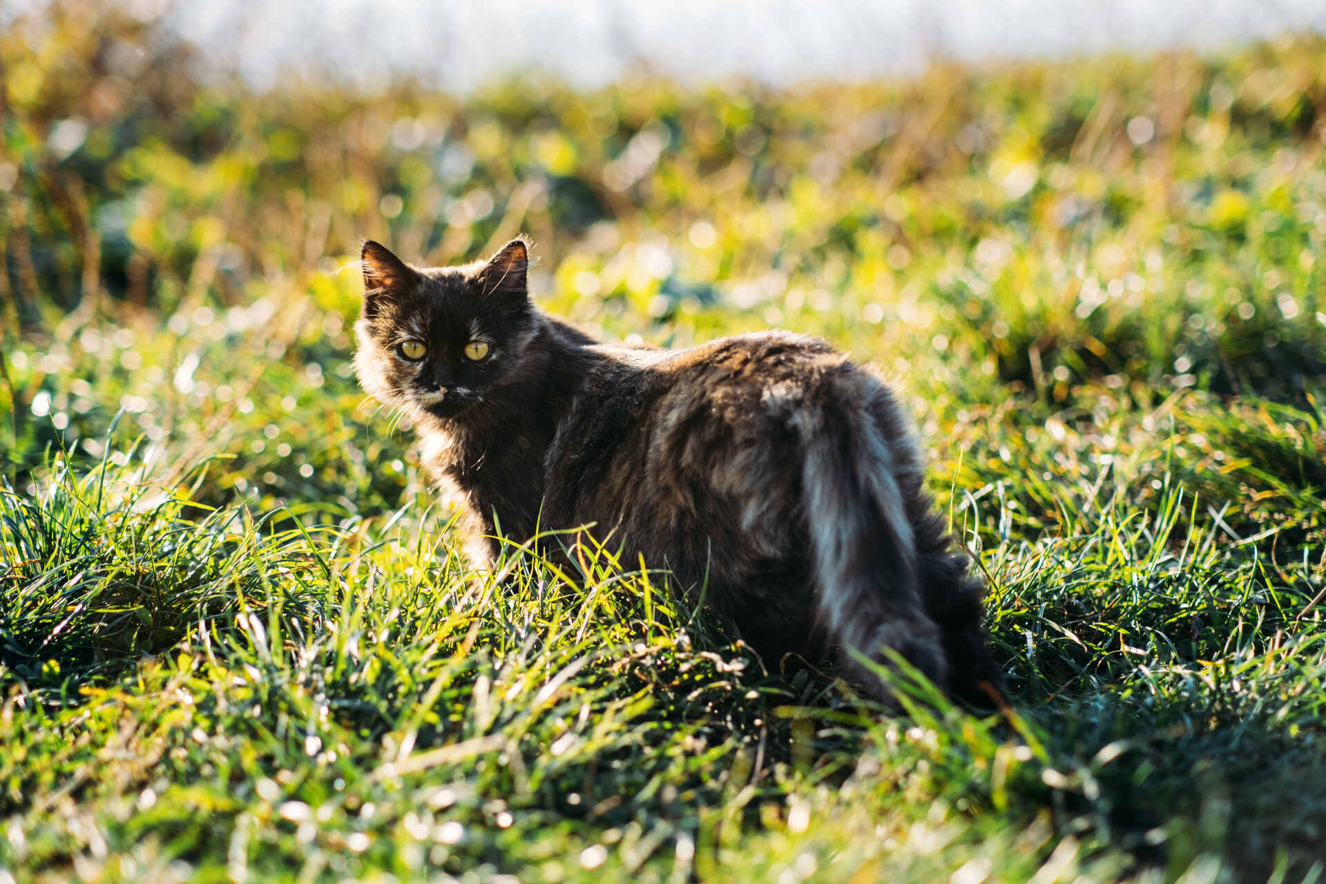 An outdoor cat in a field 