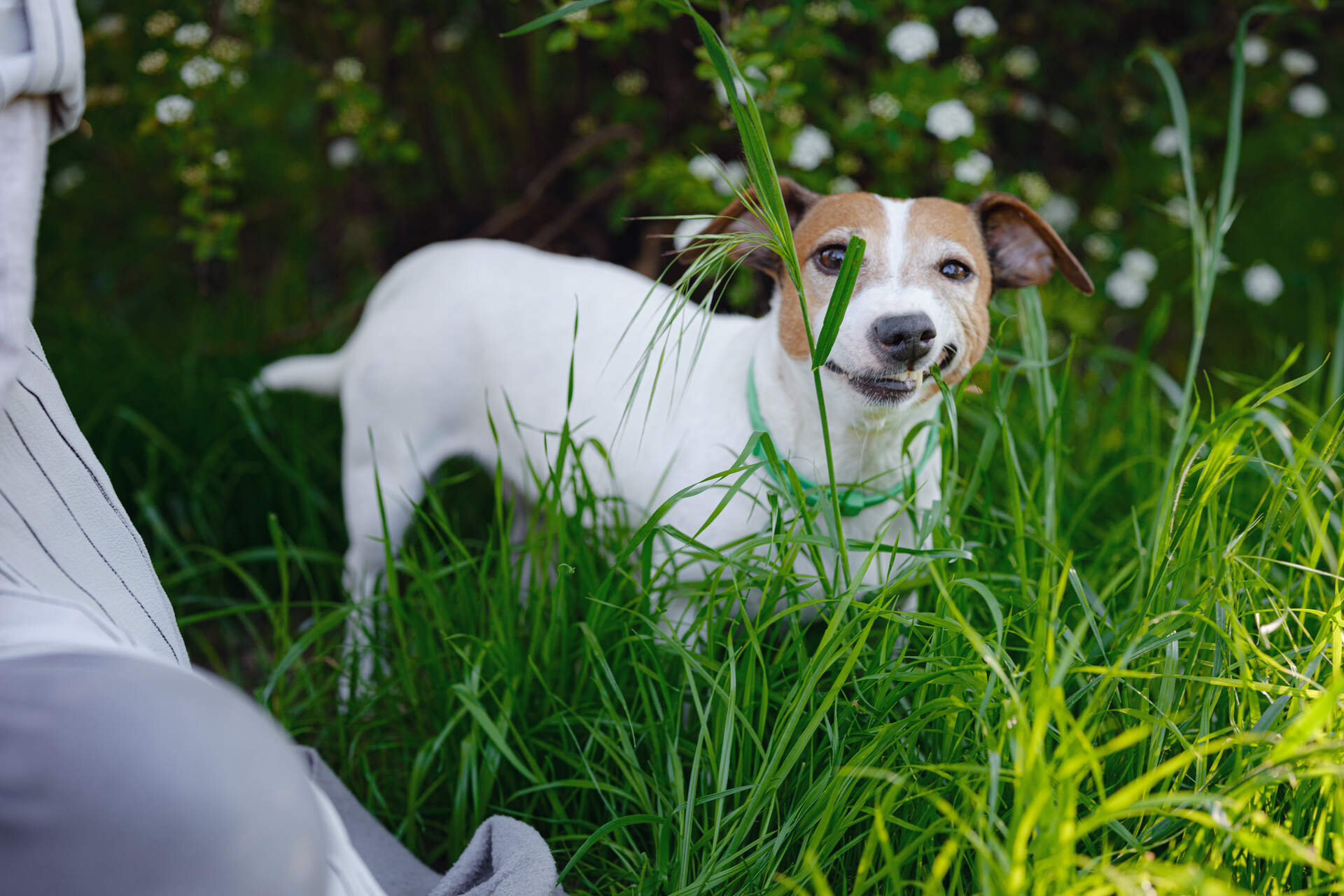  A Jack Russell Terrier nibbling on a blade of grass in a garden