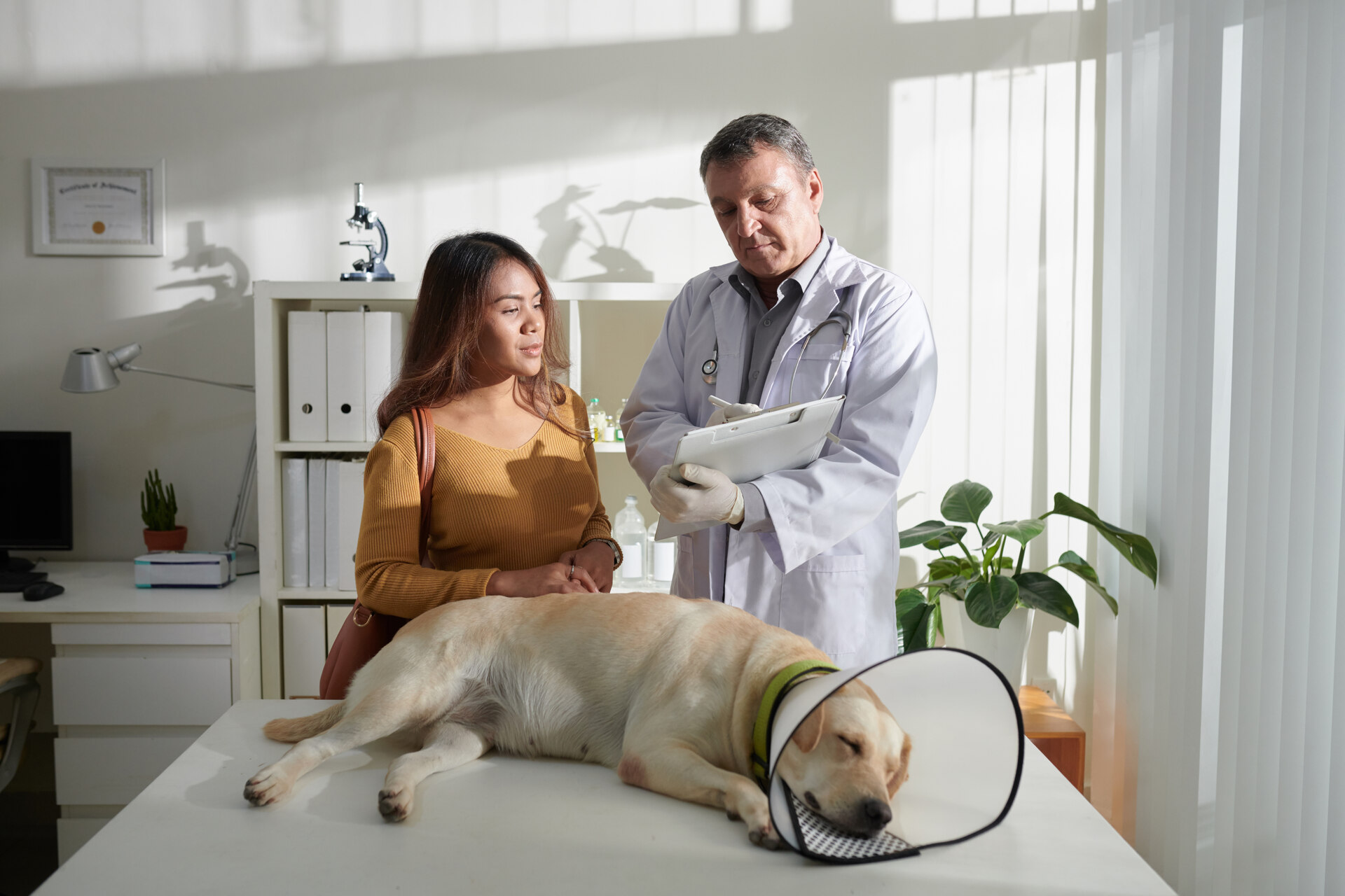 A woman and vet at an office with a dog wearing a neck collar