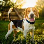 A Beagle in a garden