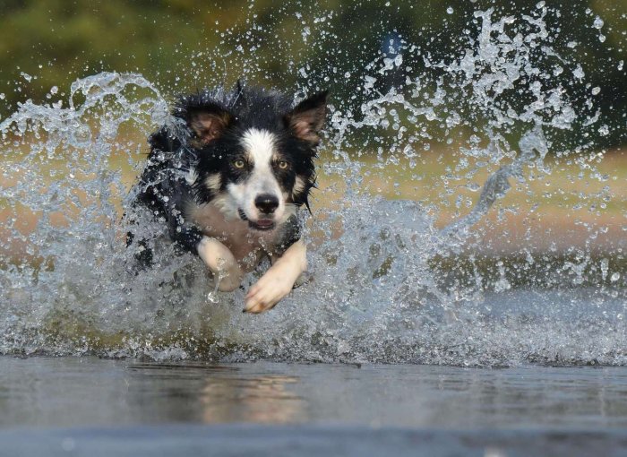 Hund läuft durch das Wasser