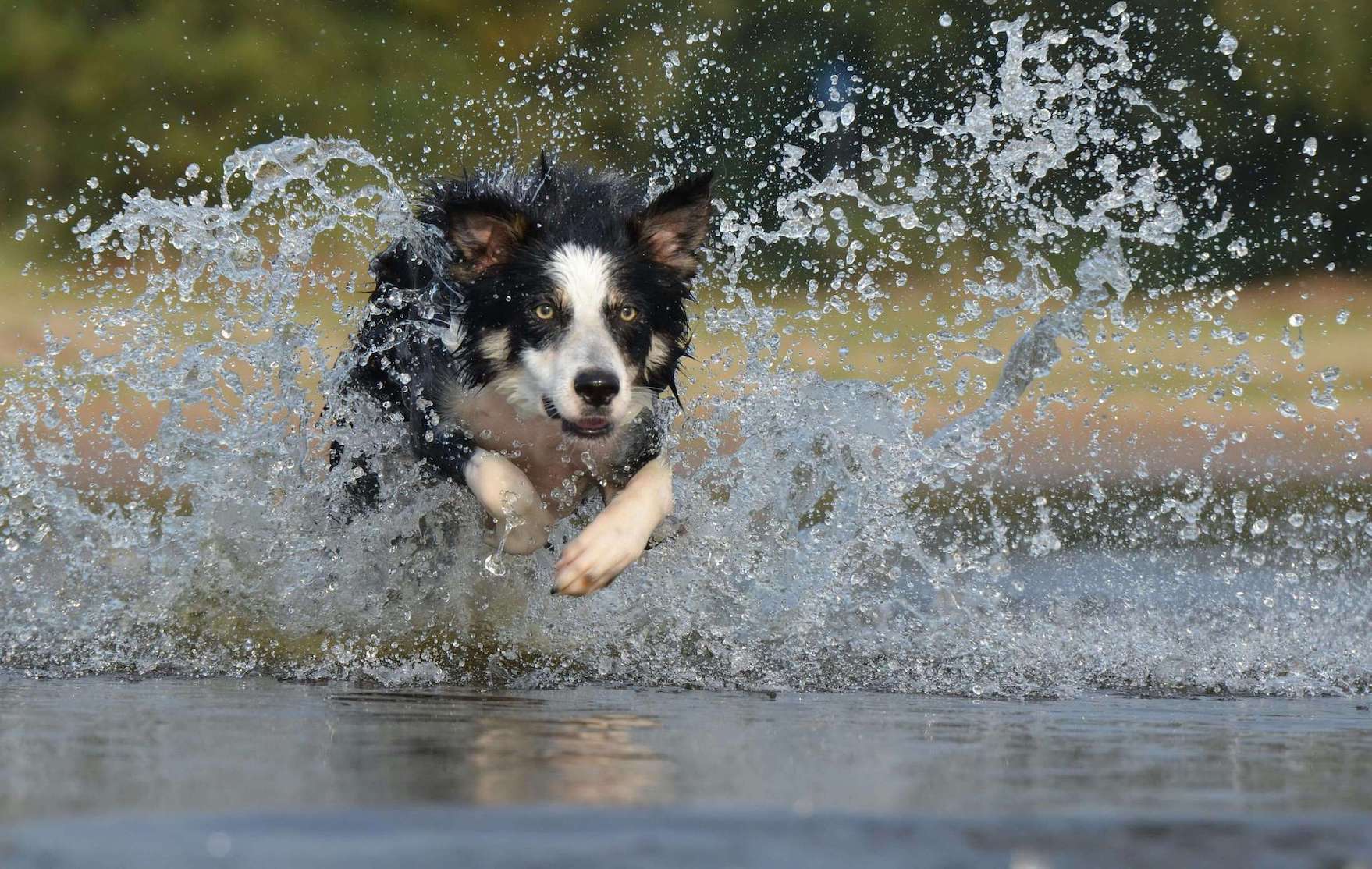 Dreifarbiger Hund läuft durch Wasser