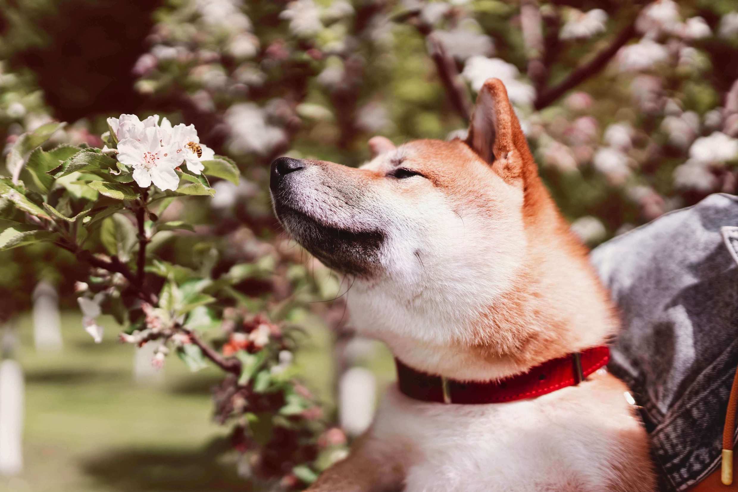 Shiba Inu Hund schnüffelt an einem Baum mit einer Biene auf der Blüte