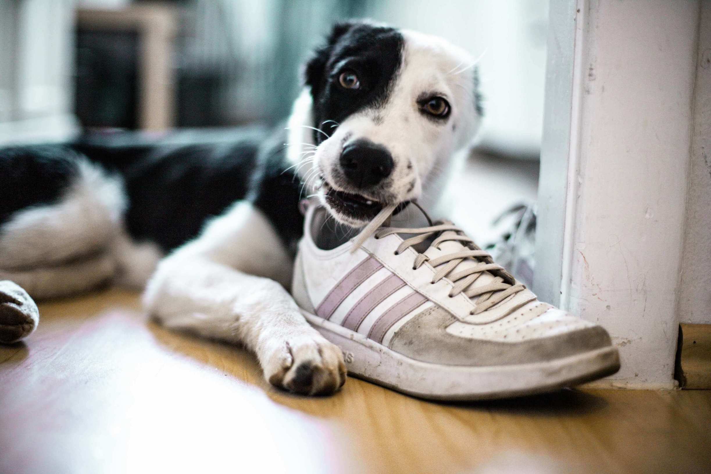 Schwarz-weißer Hund kaut an Schuh