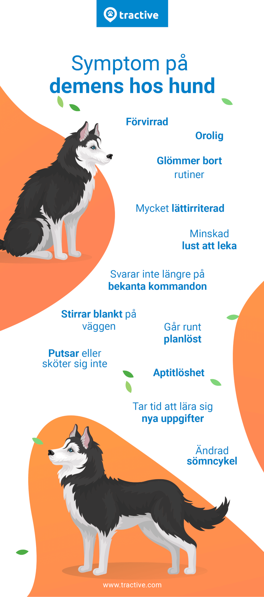 infografik tecken på demens hos hundar