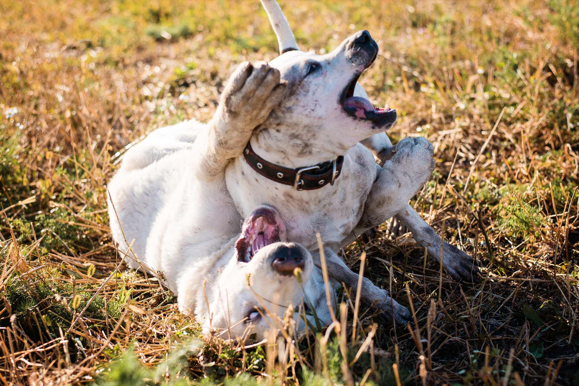 A pair of dogs playing in the grass