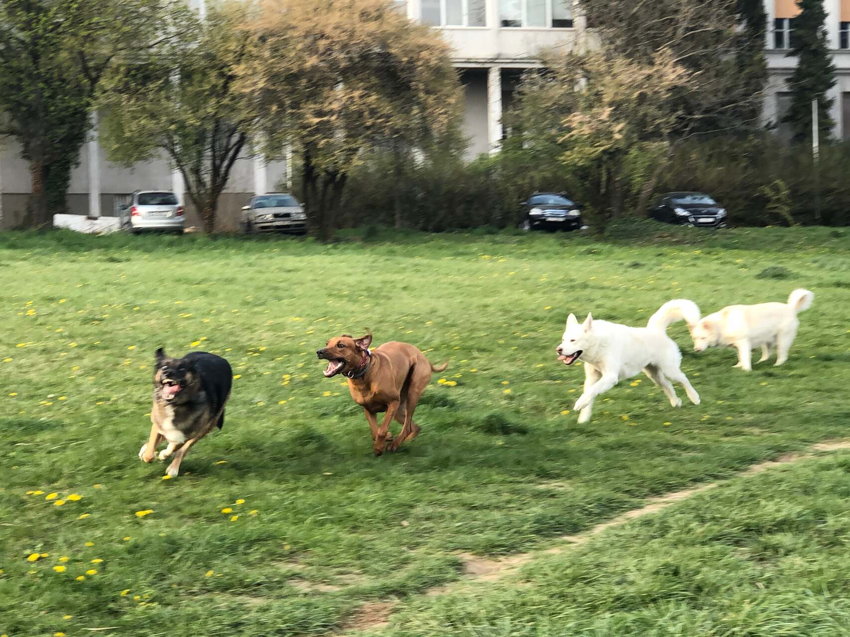 Four dogs running off the leash at a park