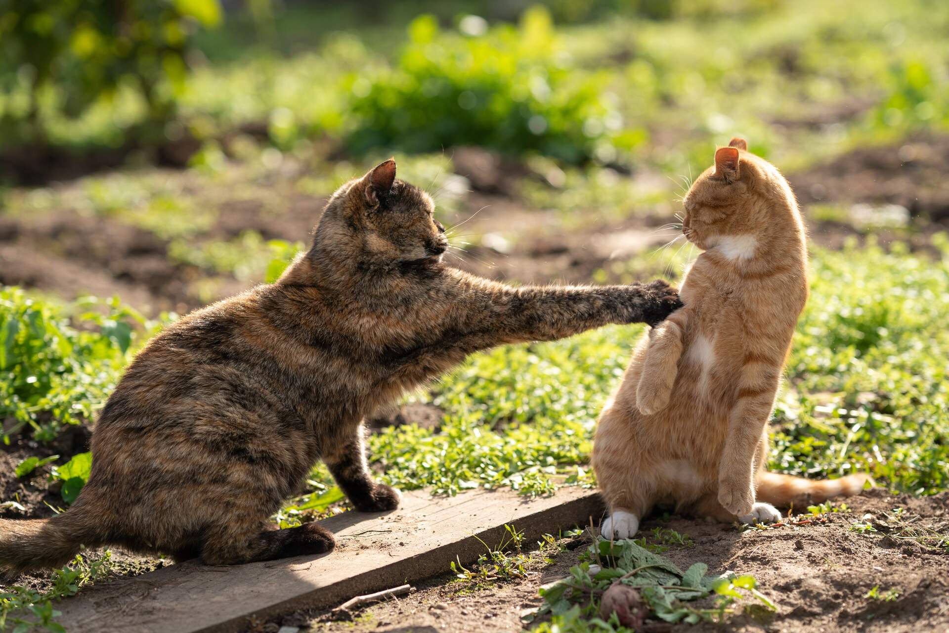 A cat pawing at another cat in a garden