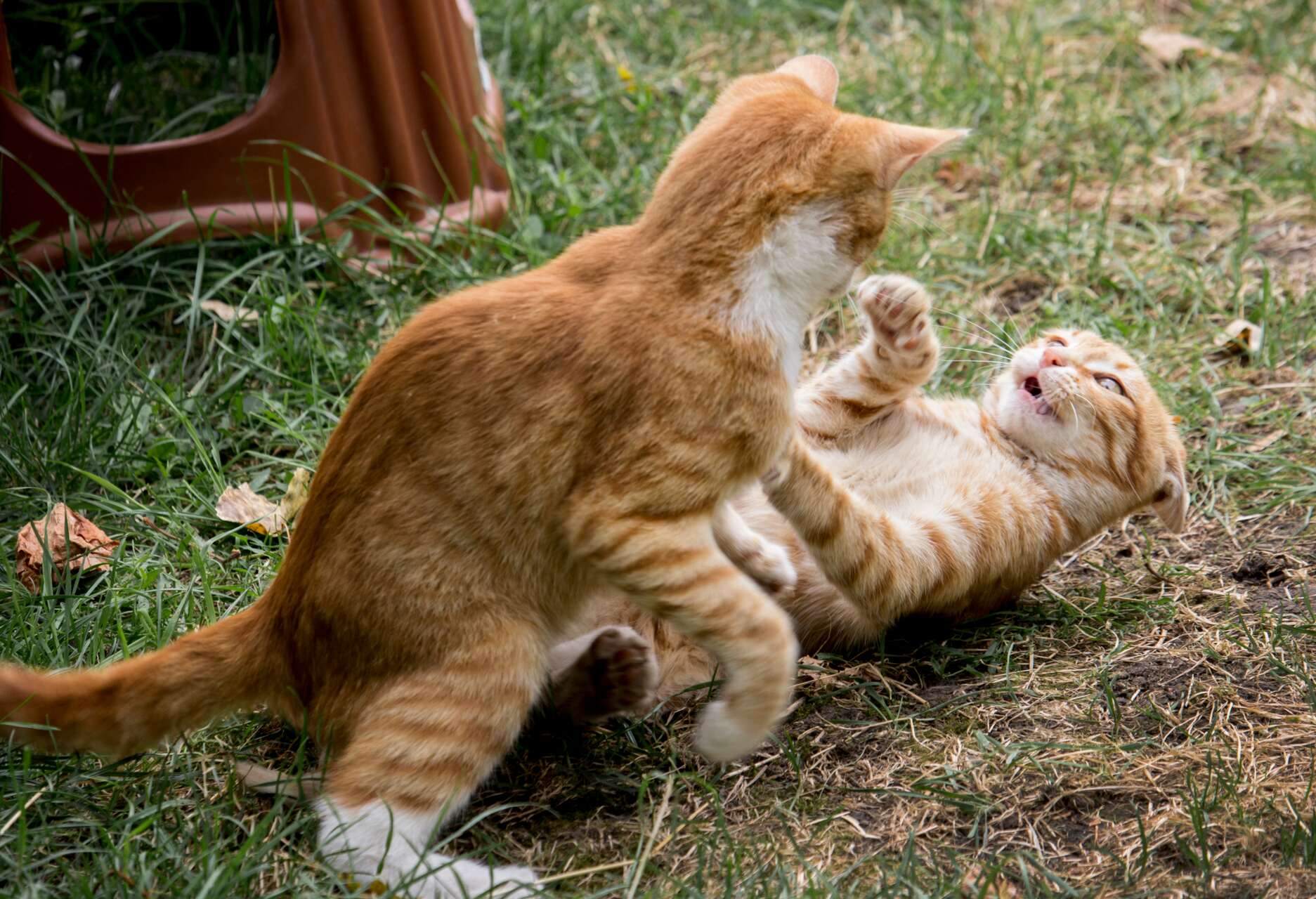 Two ginger cats fighting outdoors