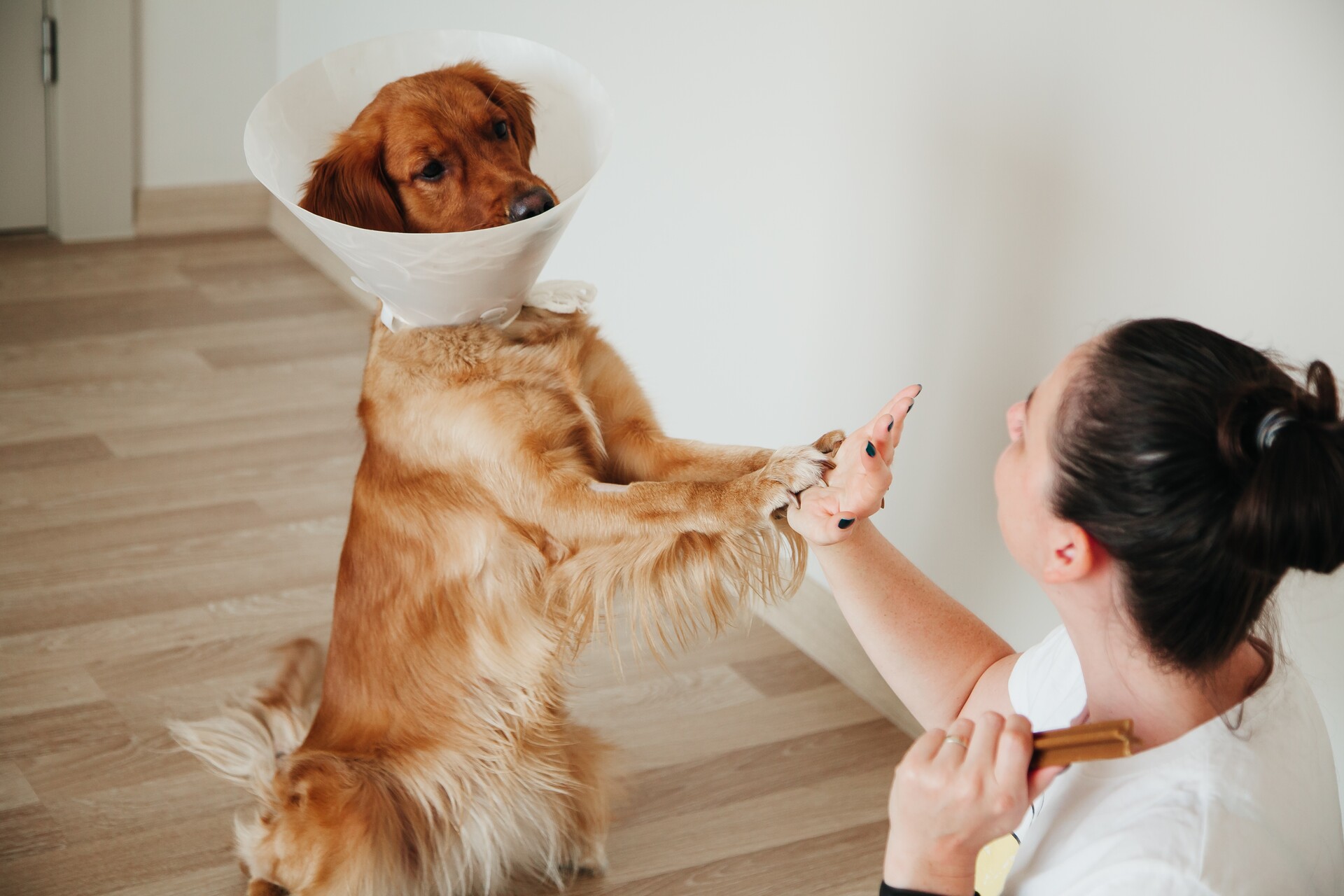 A dog wearing a neck collar playing with a woman