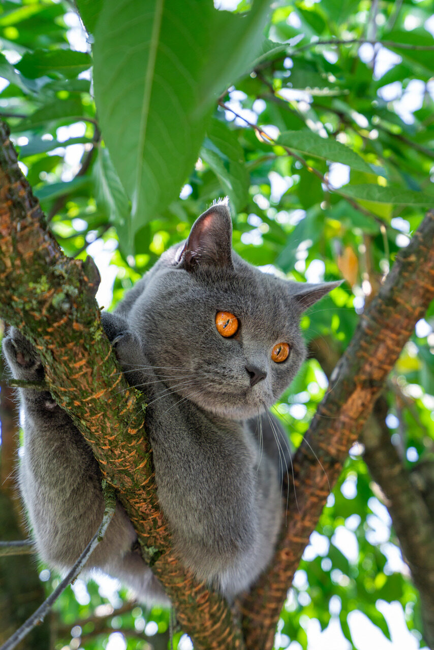 A cat on a tree