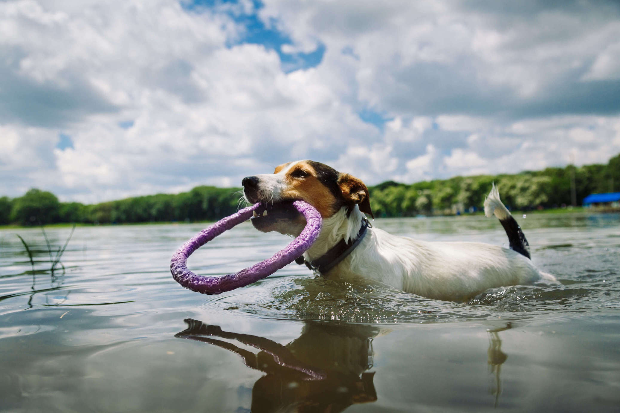 Mehrfarbiger Terrier schwimmt im Wasser mit einem Spielzeug im Maul