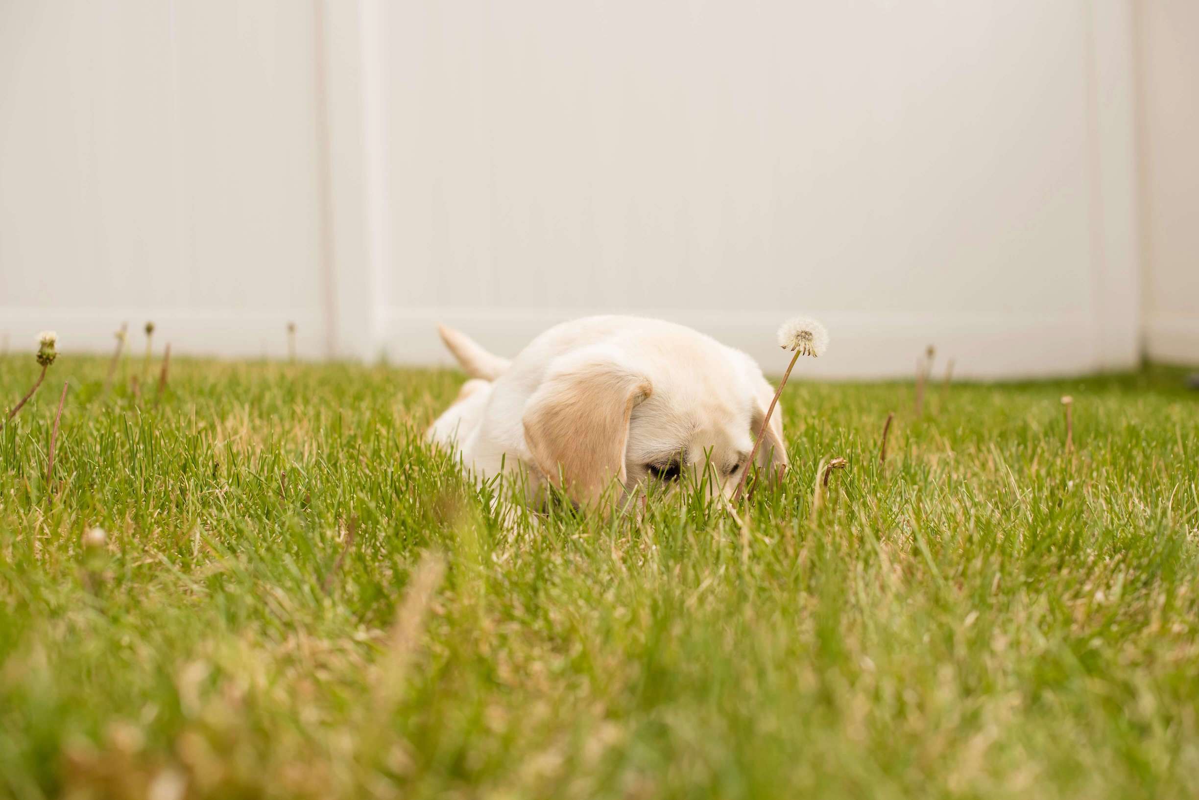 Labradorwelpe im Gras
