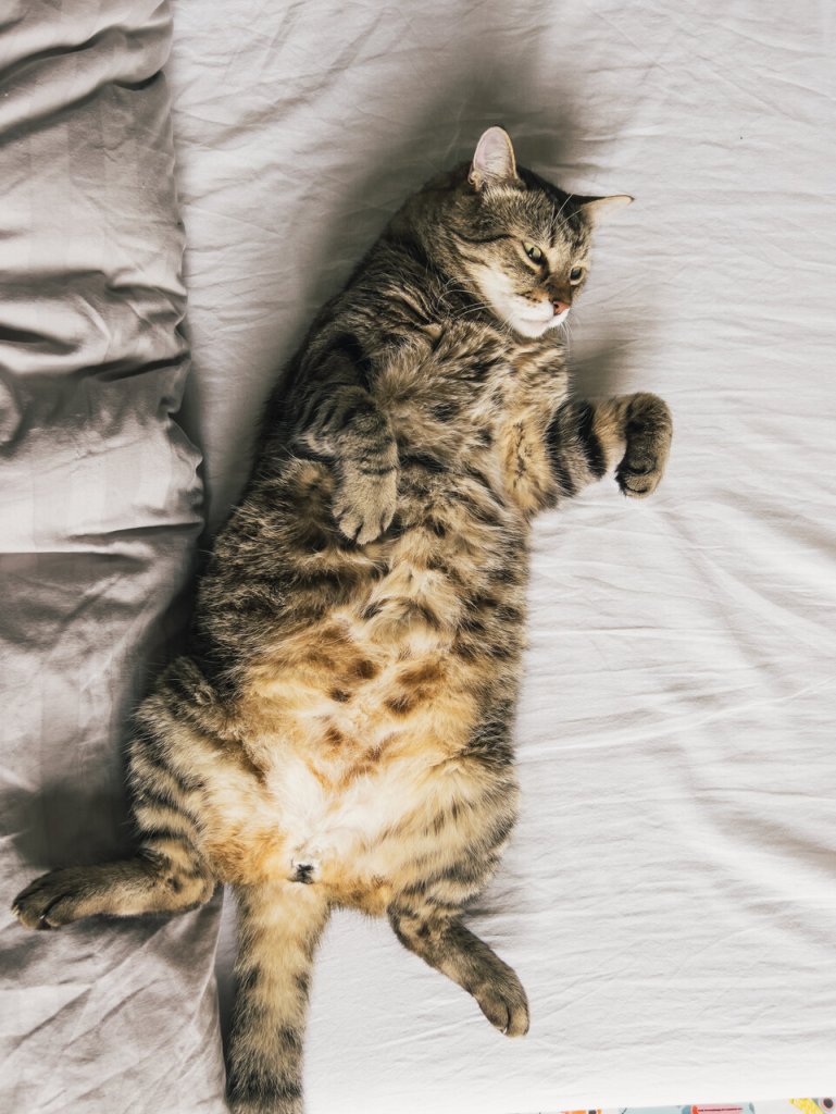 An overweight cat lying in bed