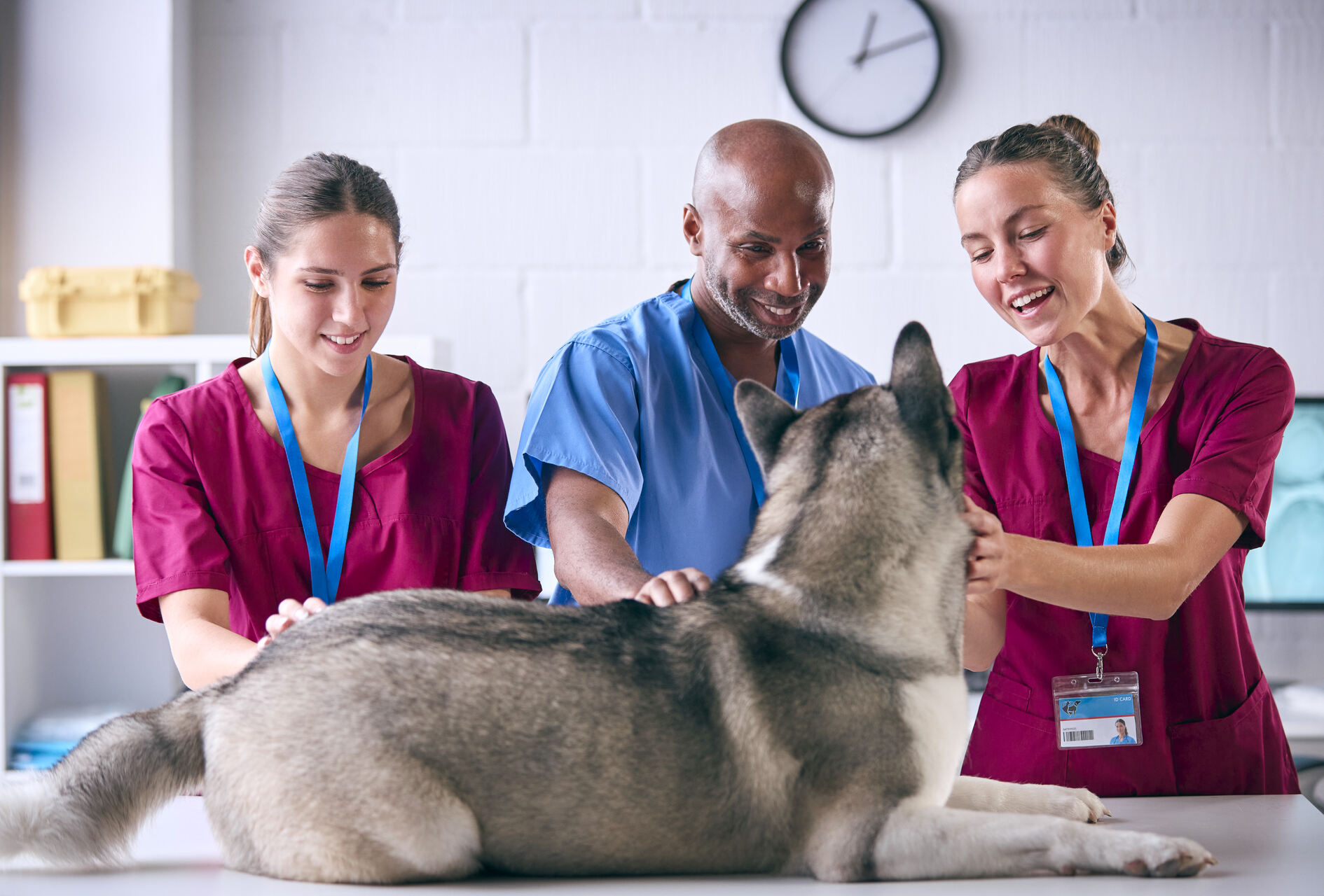 A team of vets examining a dog at a clinic