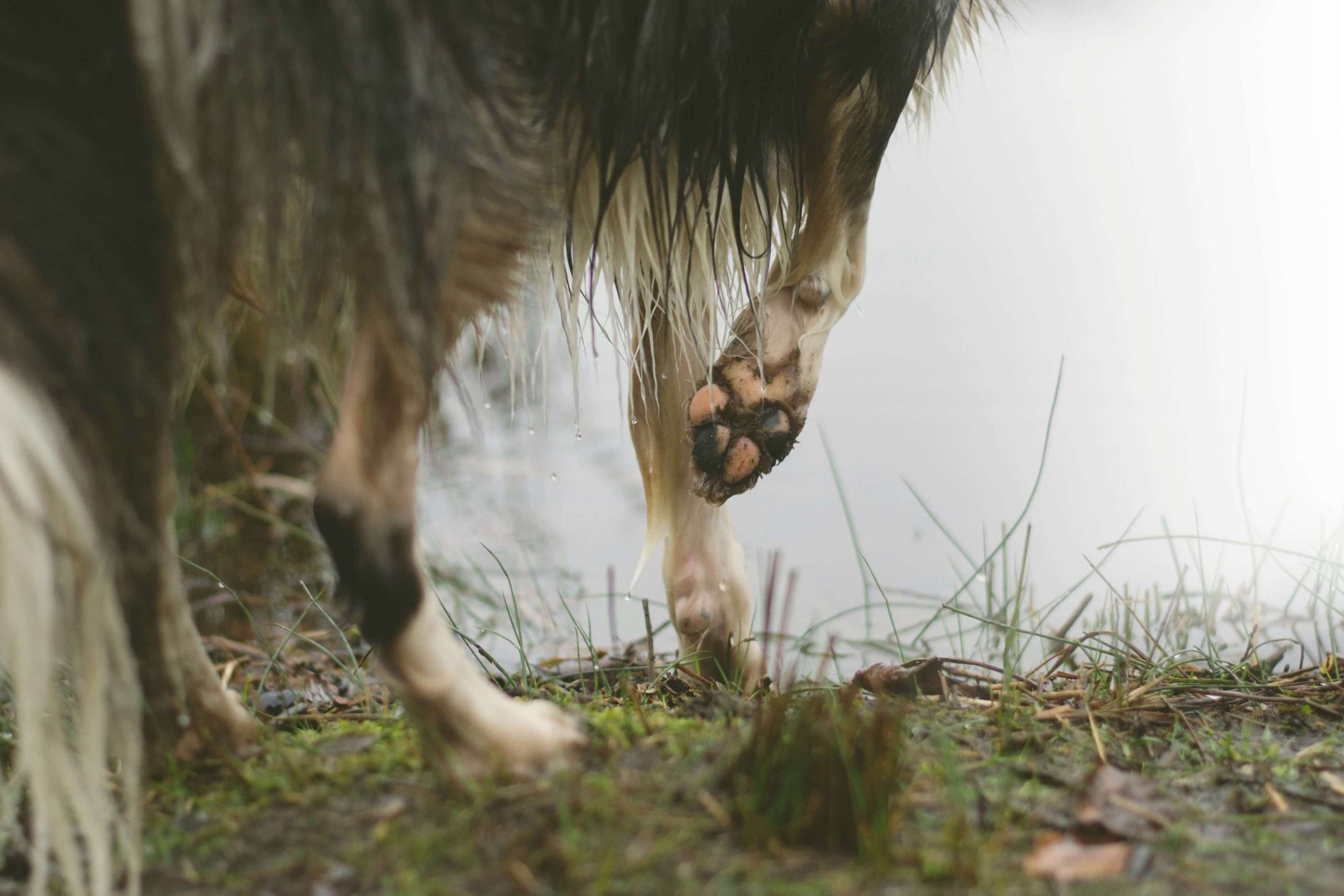 Hund steht am Wasser mit nassen Pfoten