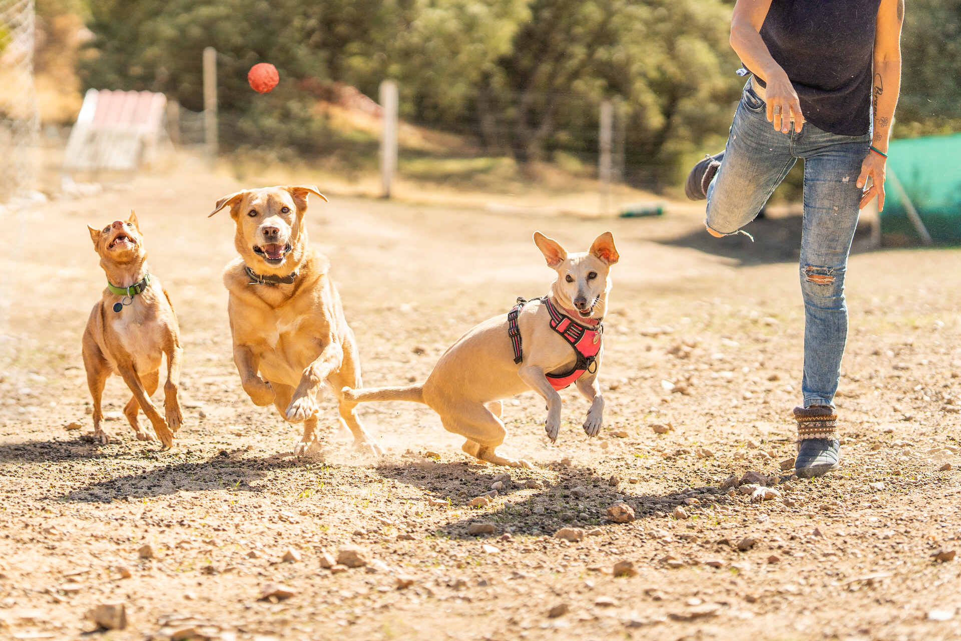 Three dogs playing with a ball at a park