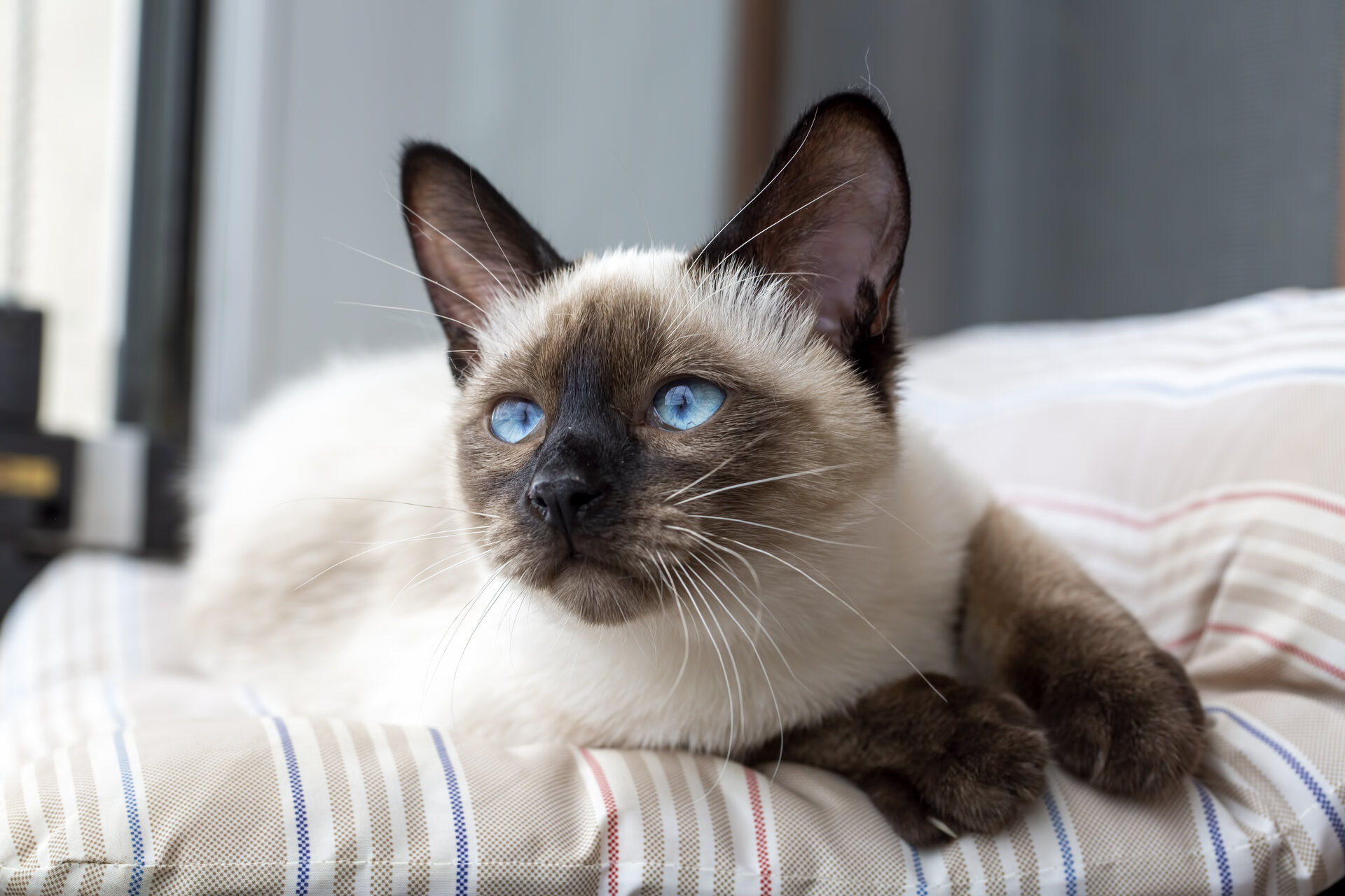 A Siamese cat sitting in bed
