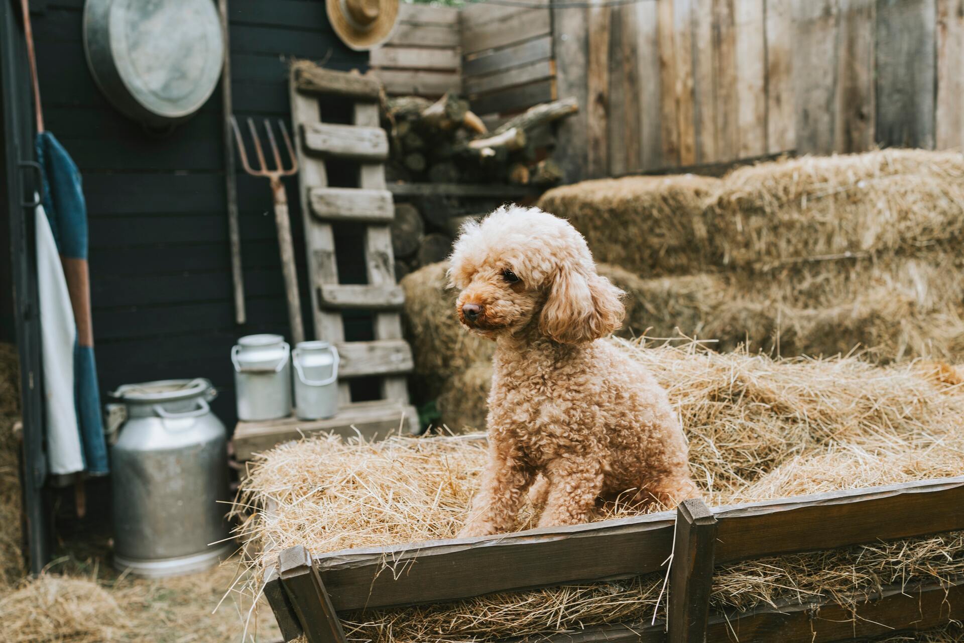 A Poodle sitting on a pile of hay