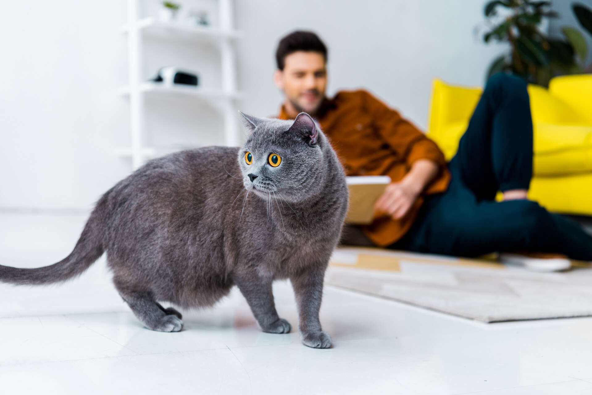An overweight cat with a man in the background
