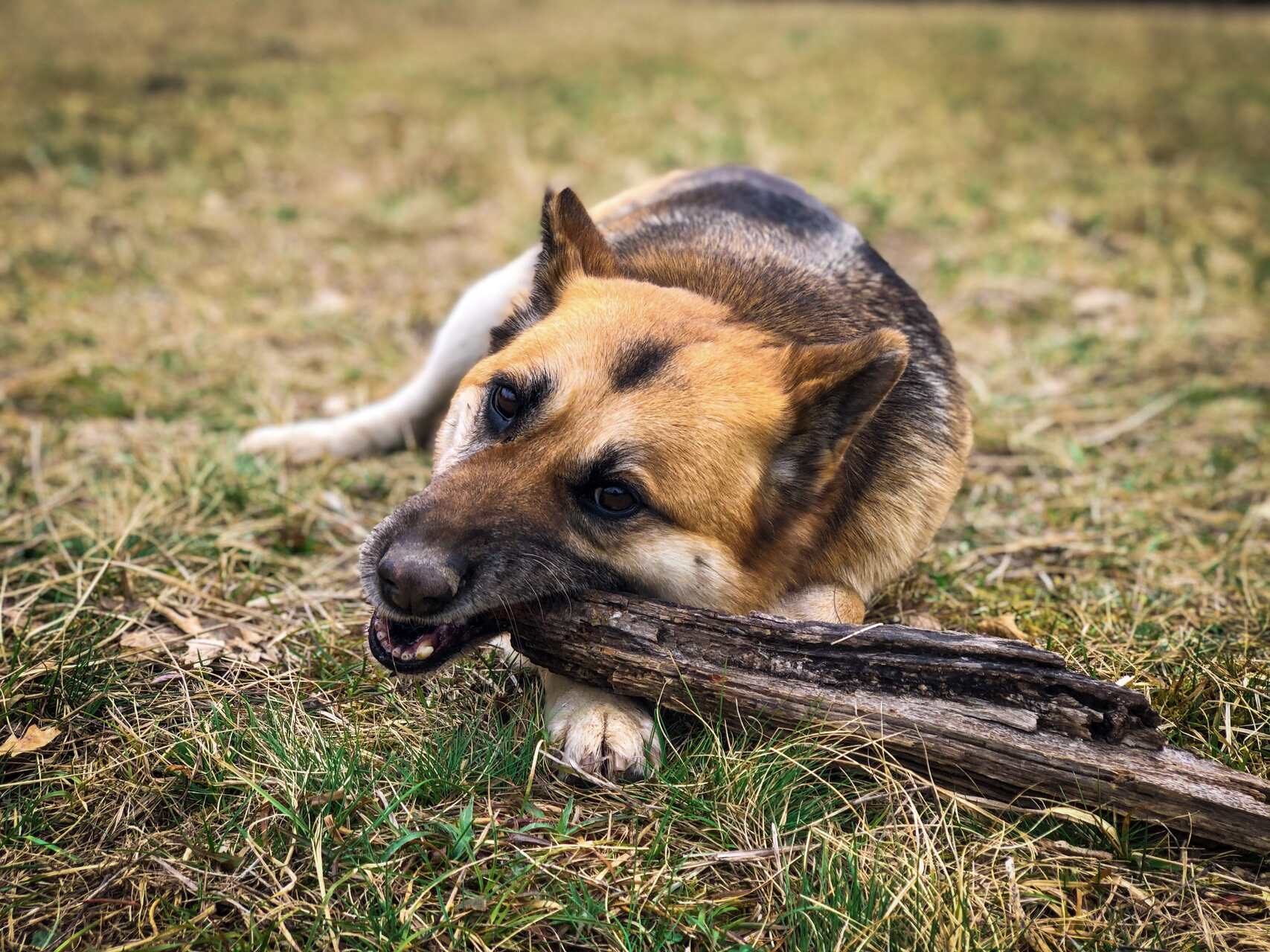 A dog chewing on a stick outdoors