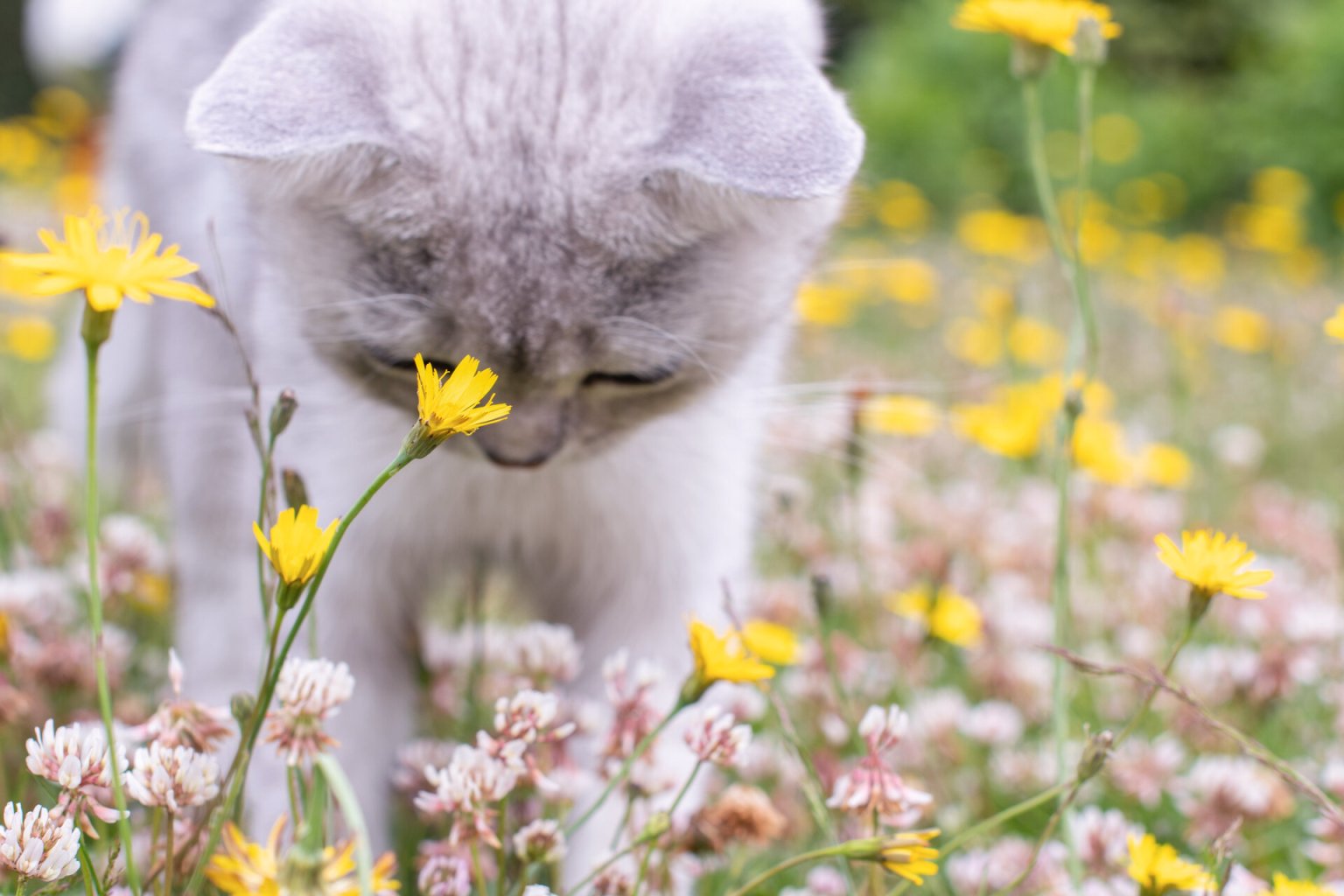View of Cat pollen allergy: Symptoms, tips and remedies - Tractive