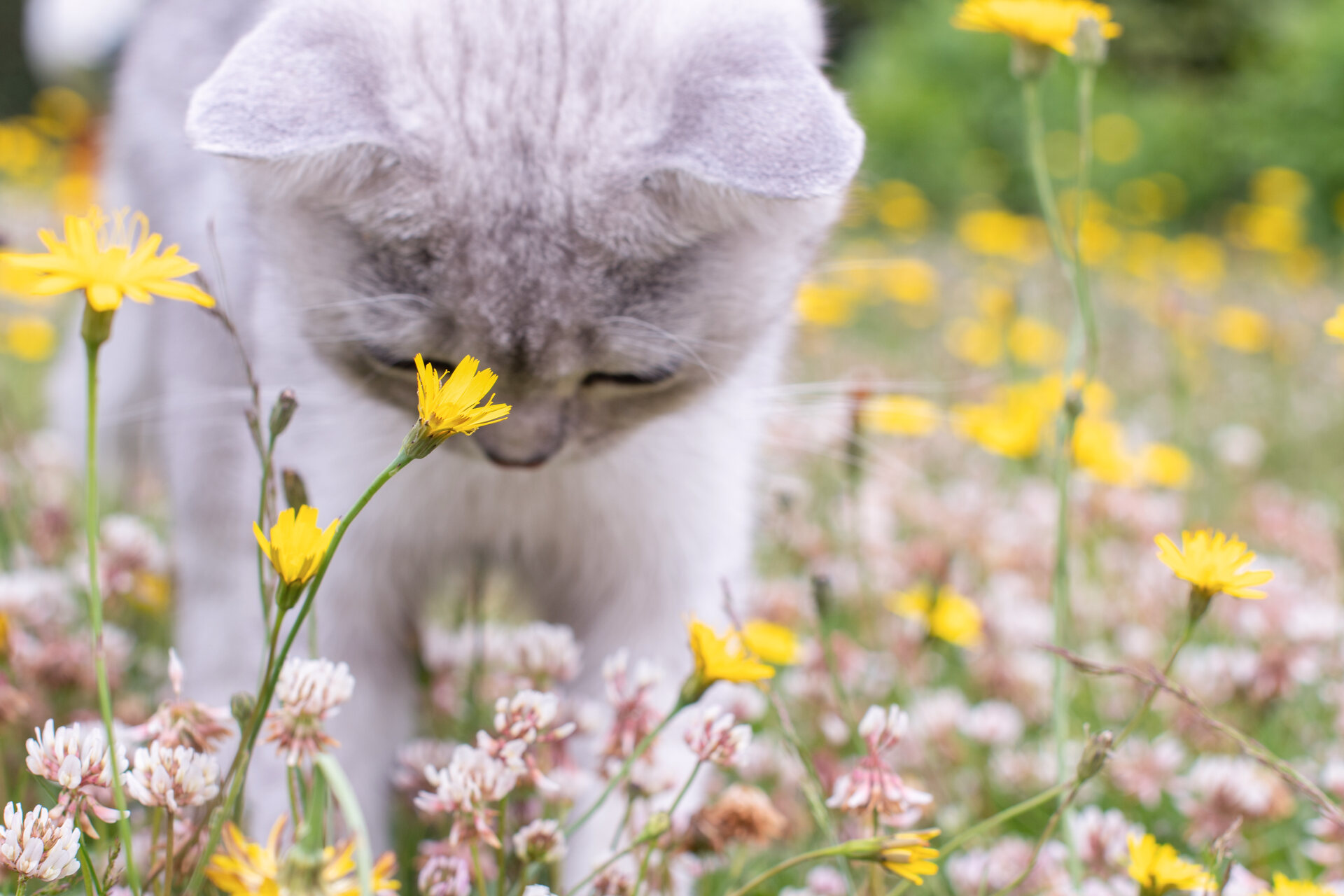 A cat sniffing a field of spring flowers
