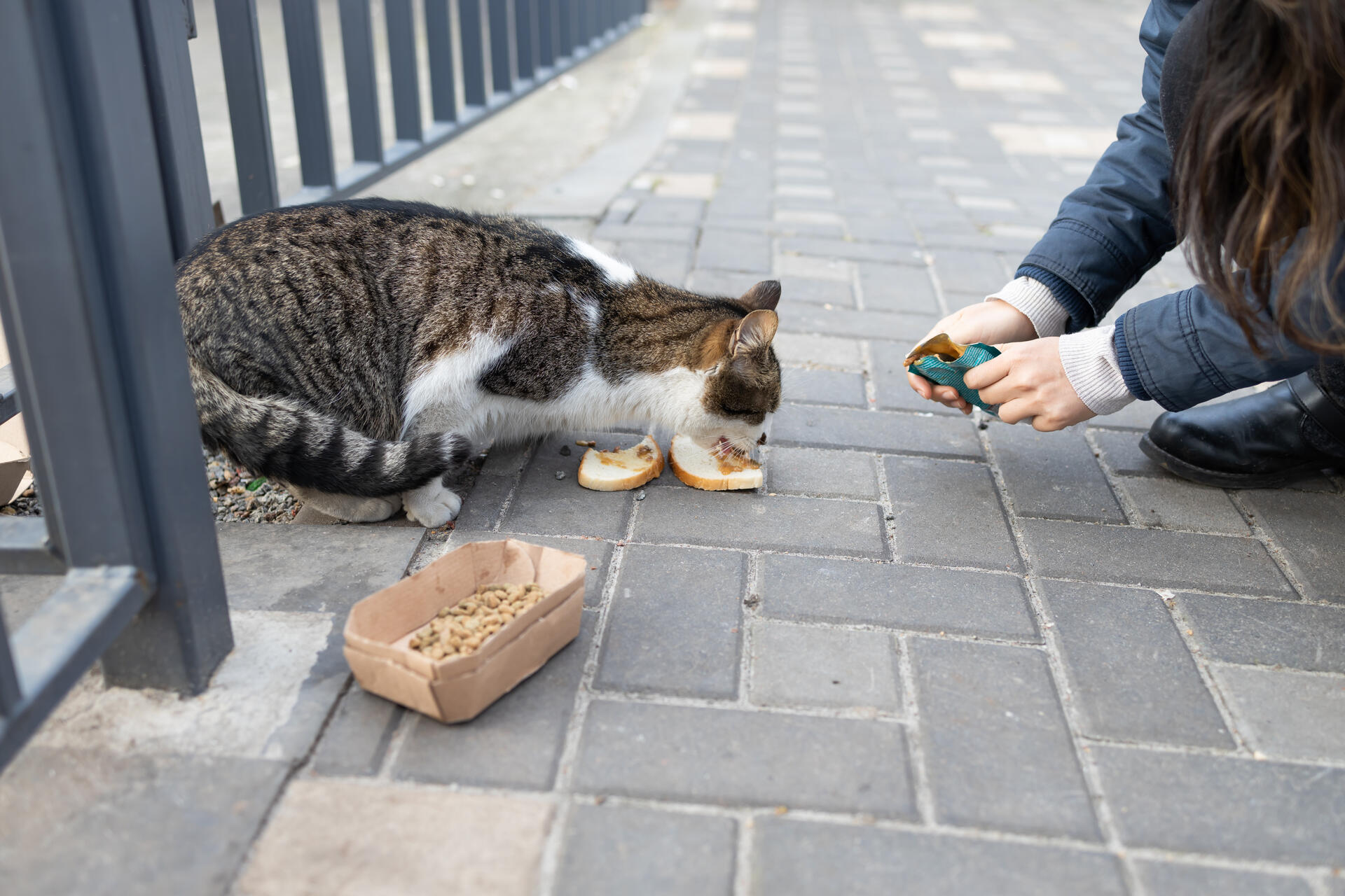 A woman feeding a stray cat on a street