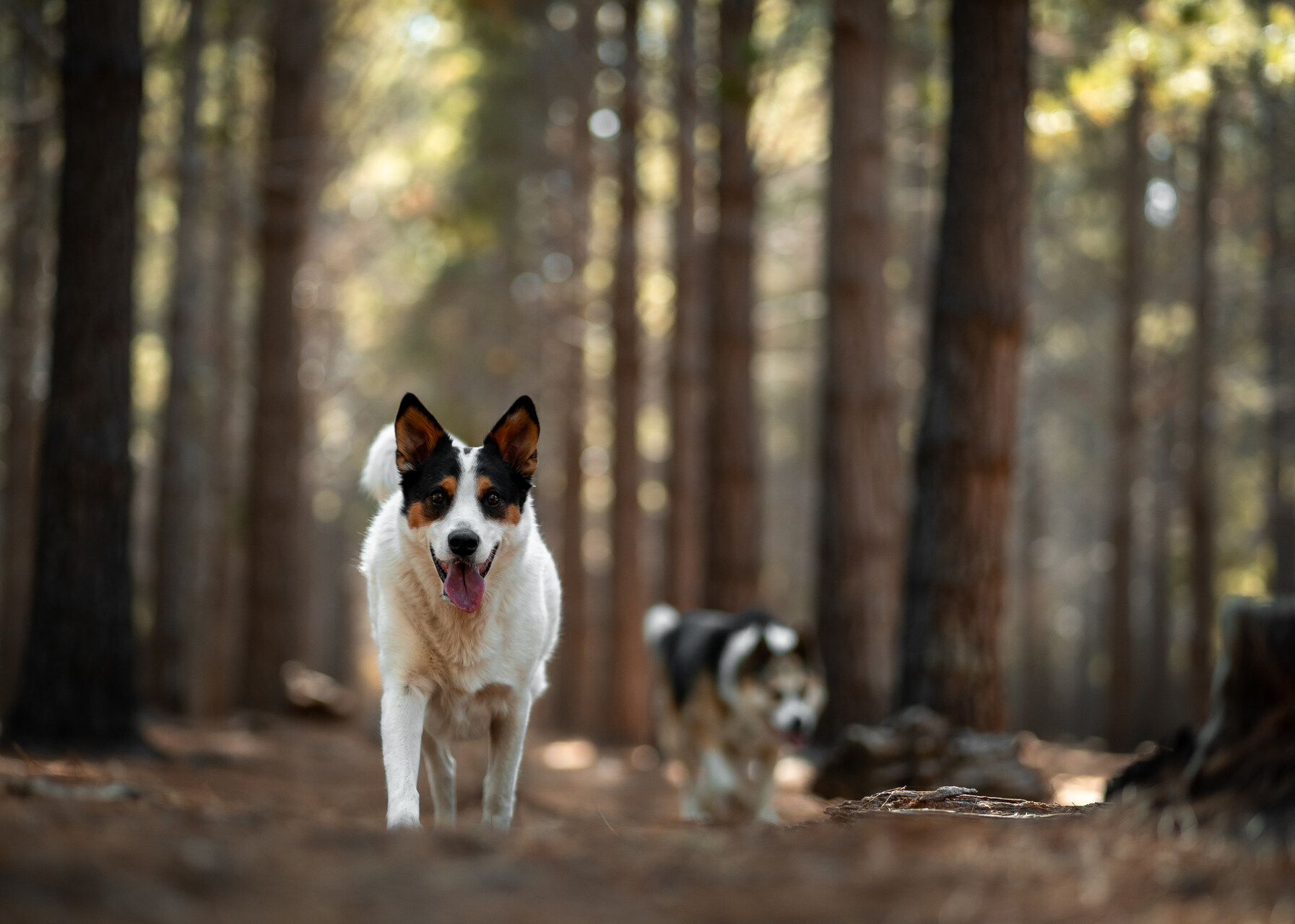Two dogs walking through a forest