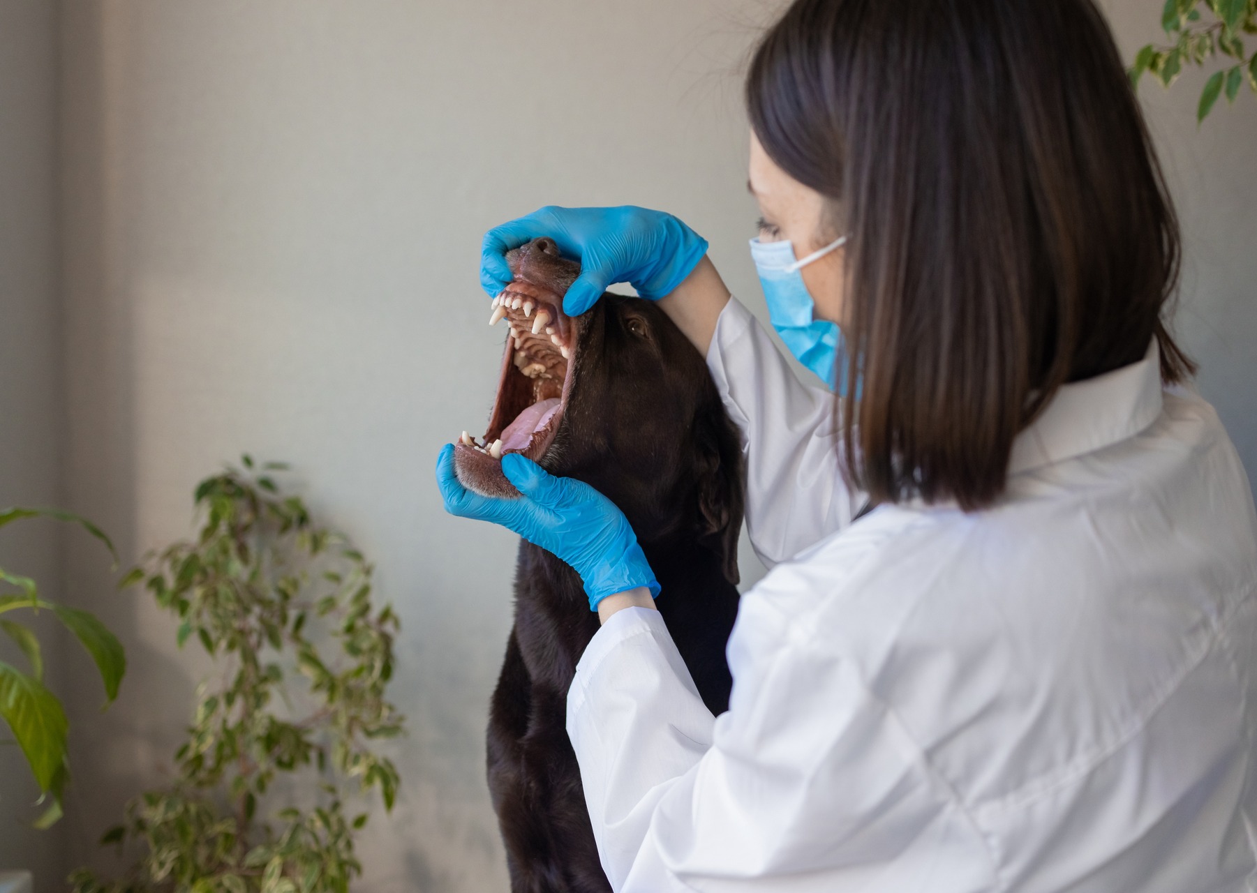 A vet examining a dog's teeth at a clinic