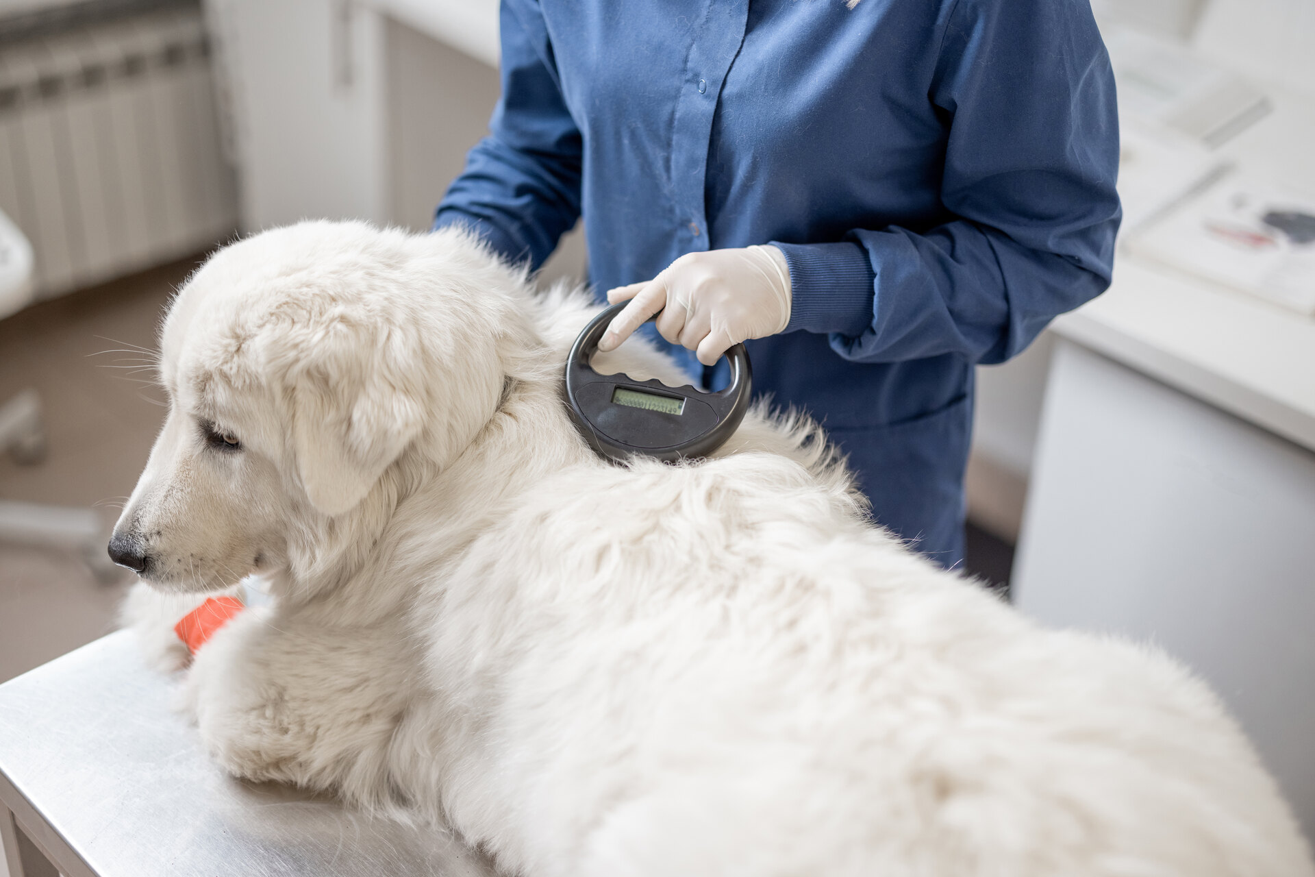 A vet scanning a dog for a microchip