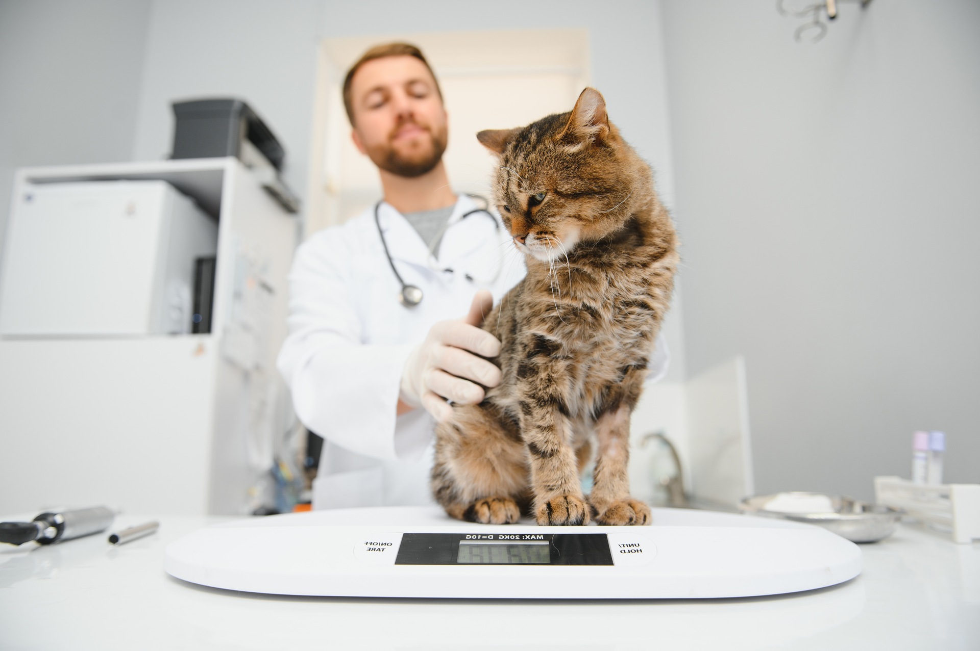 A vet examining a cat on a weighing scale