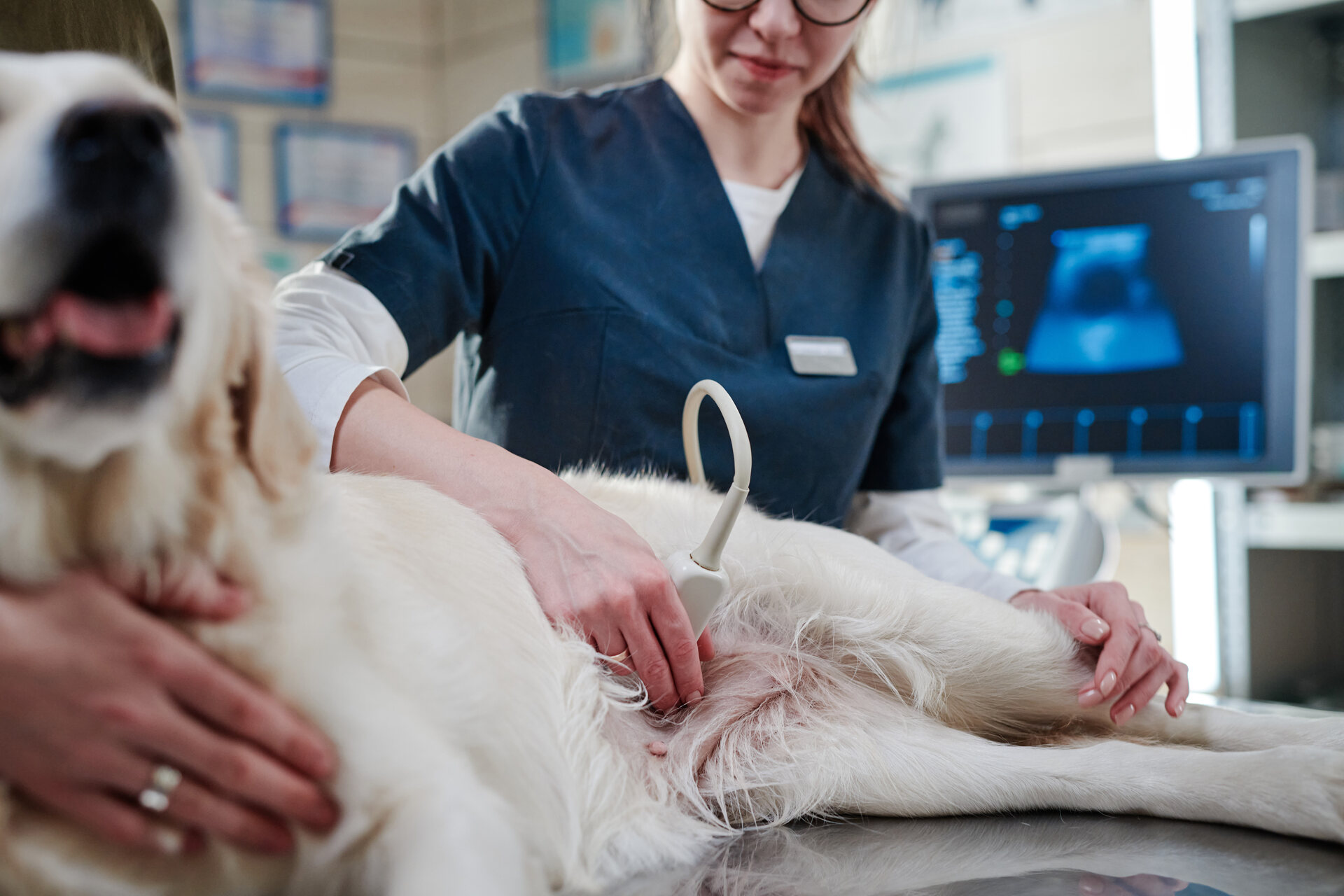 A vet performing an ultrasound at a clinic