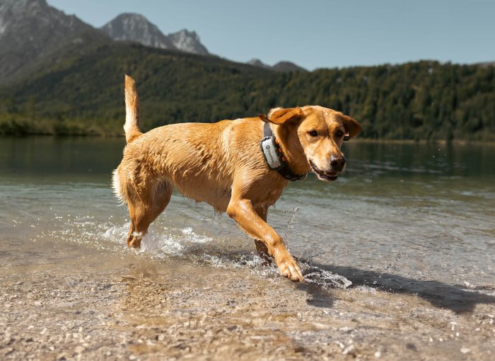 Hund trägt Tractive GPS Tracker und läuft am Seeufer entlang