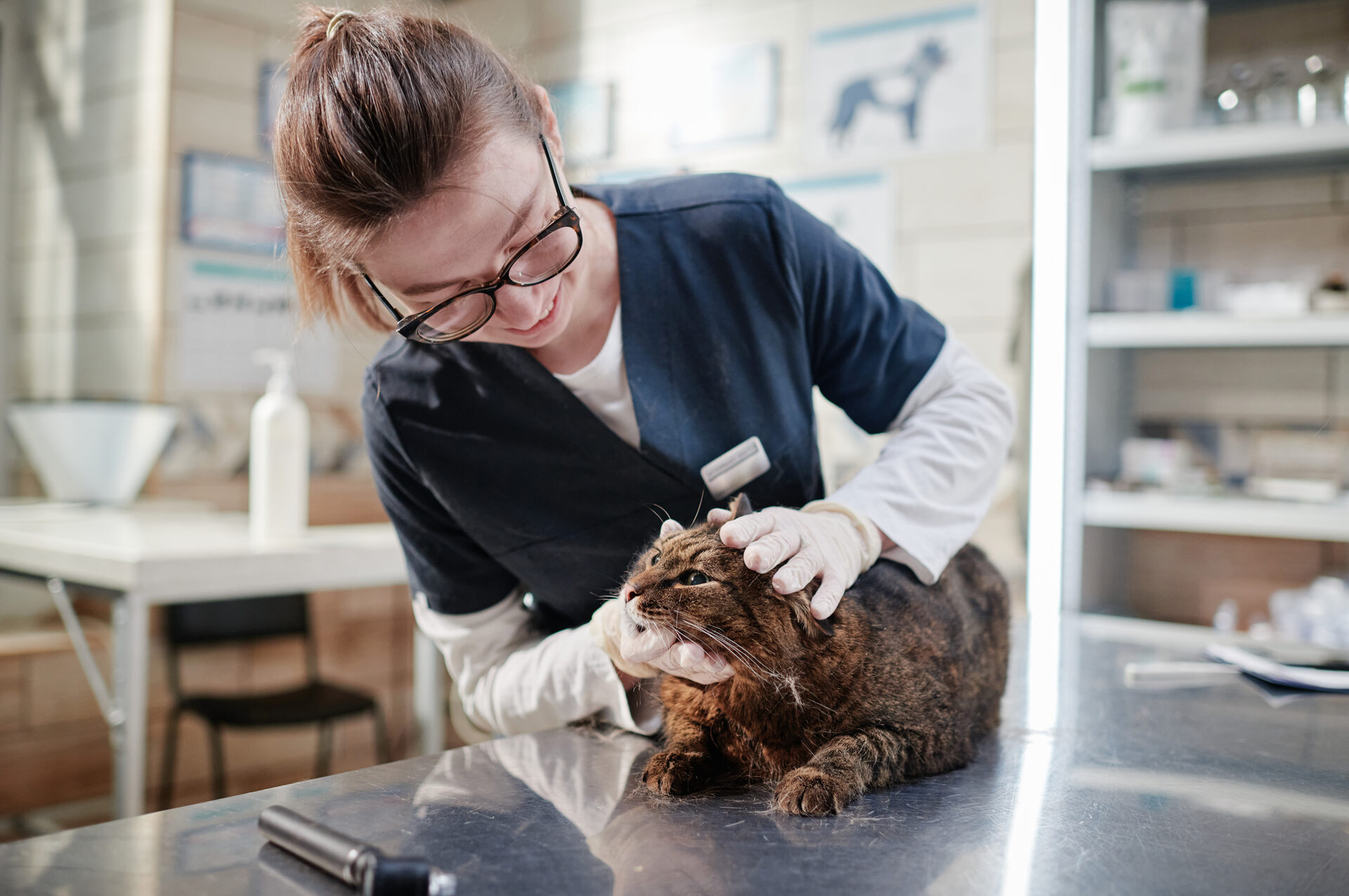 A vet examining a cat at a clinic