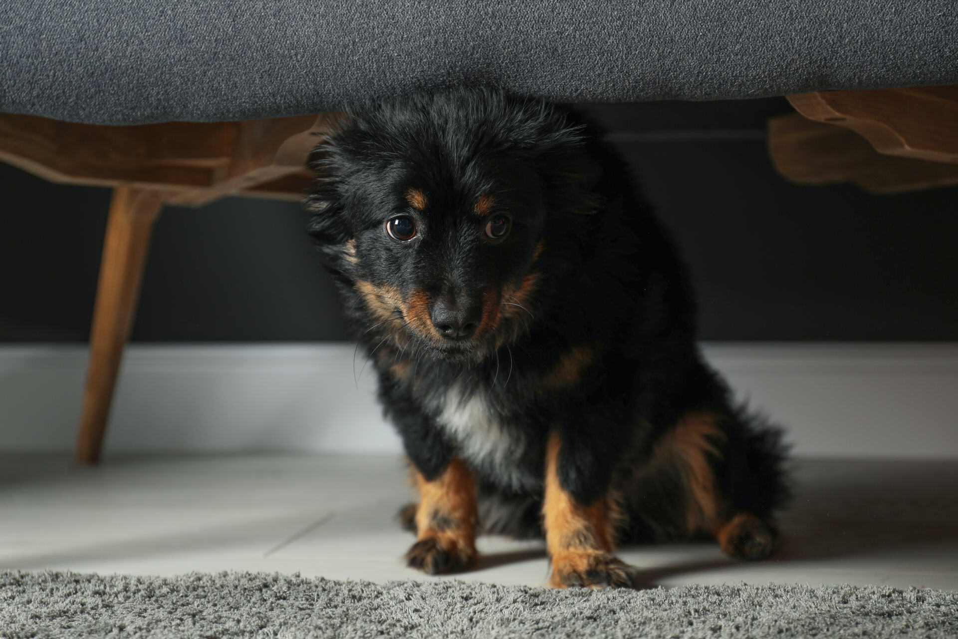 A scared dog hiding under a couch