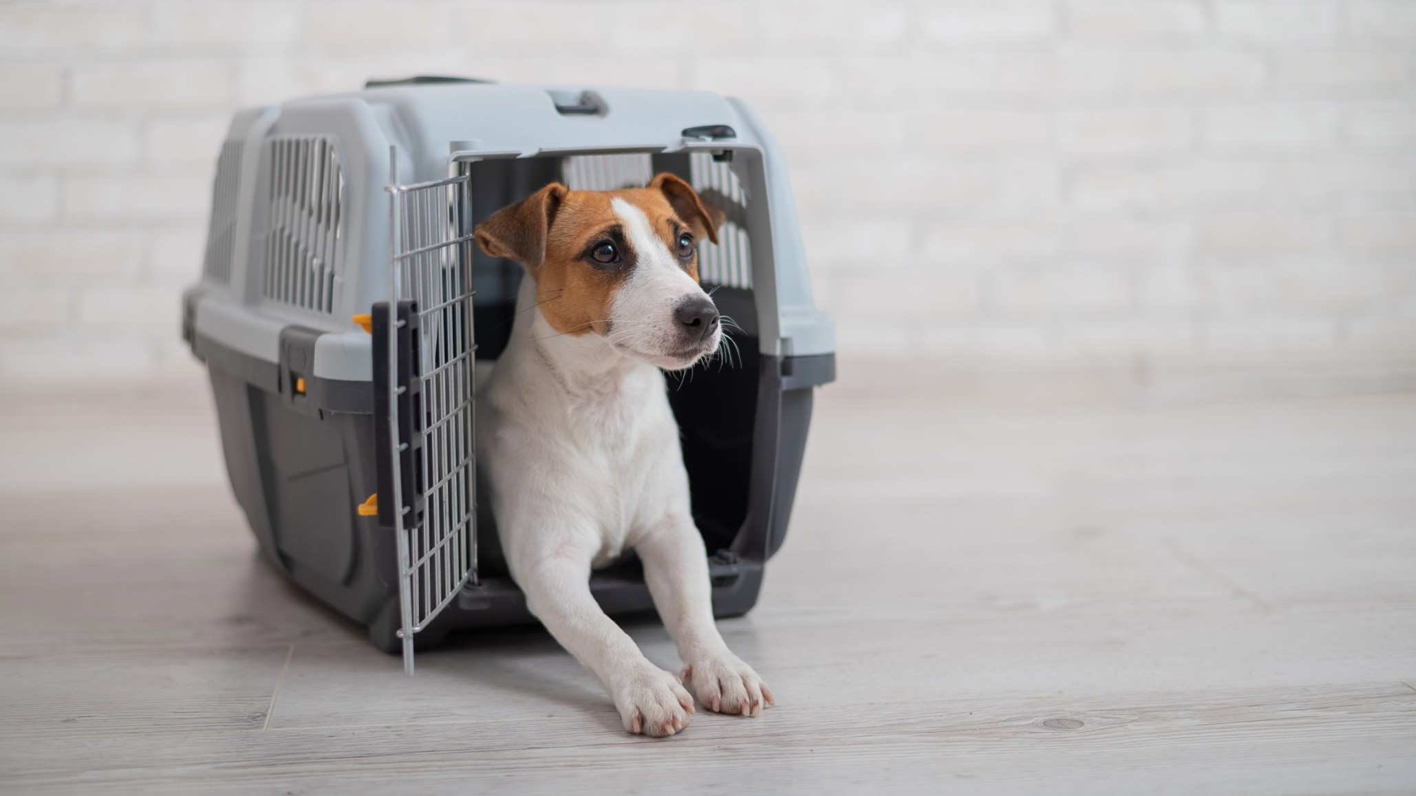 A dog sitting in an open travel carrier