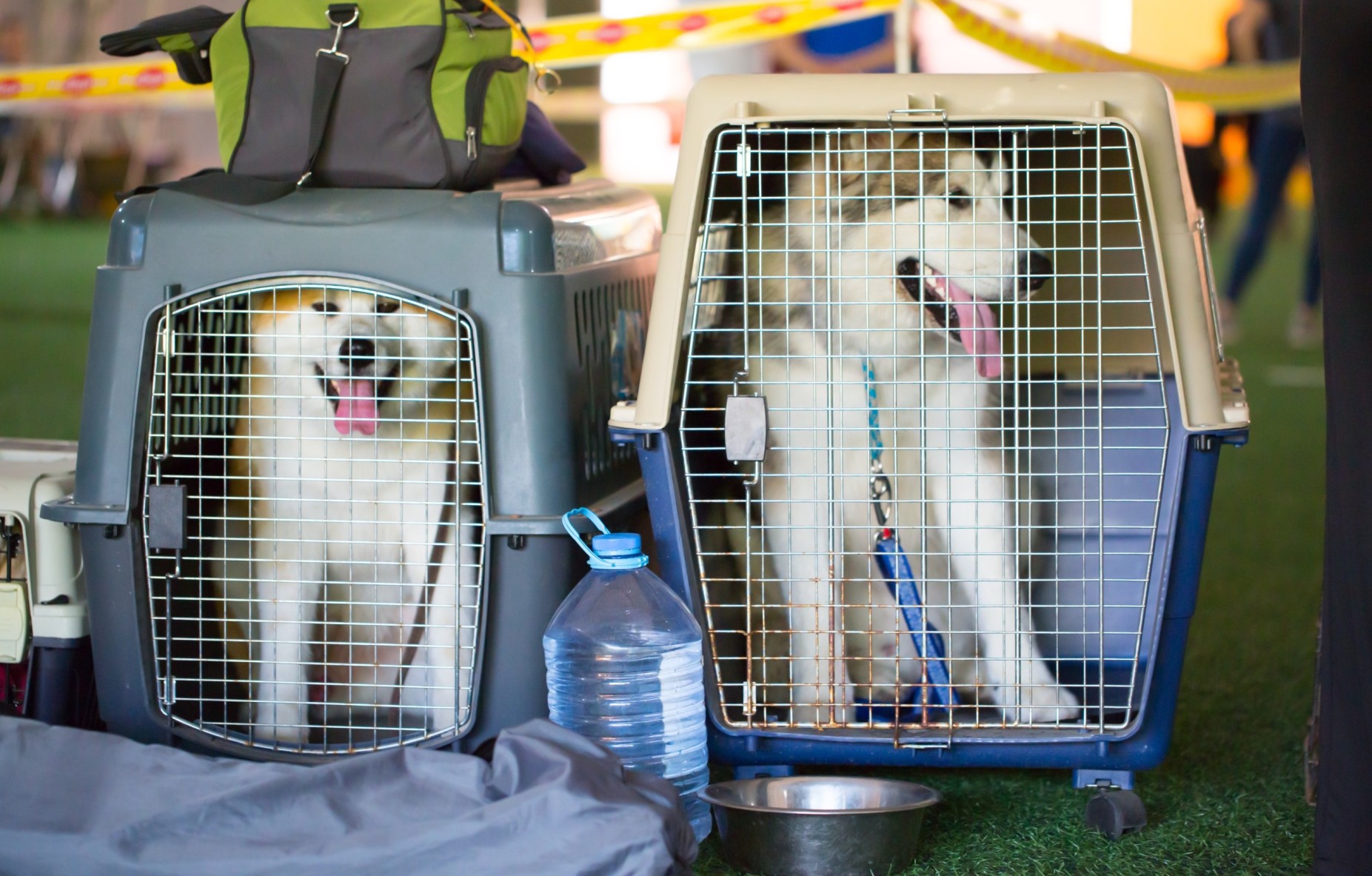 Two large dogs in crates at an airport