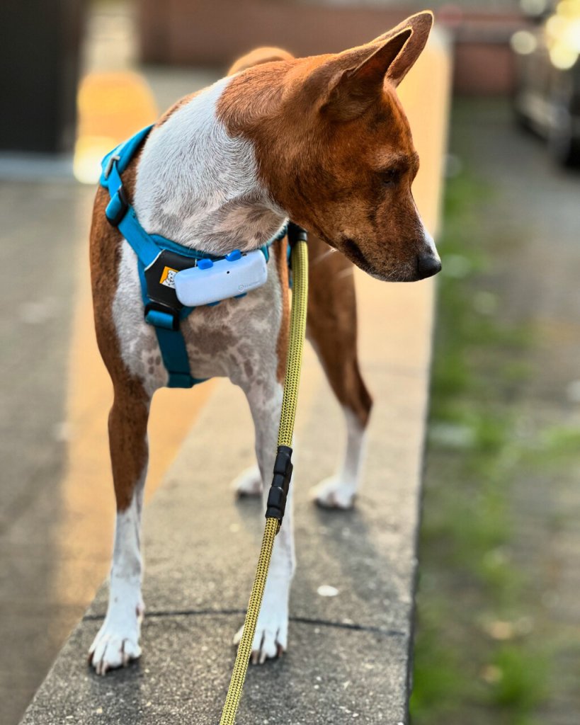 Charlie the Basenji wearing his harness and Tractive GPS