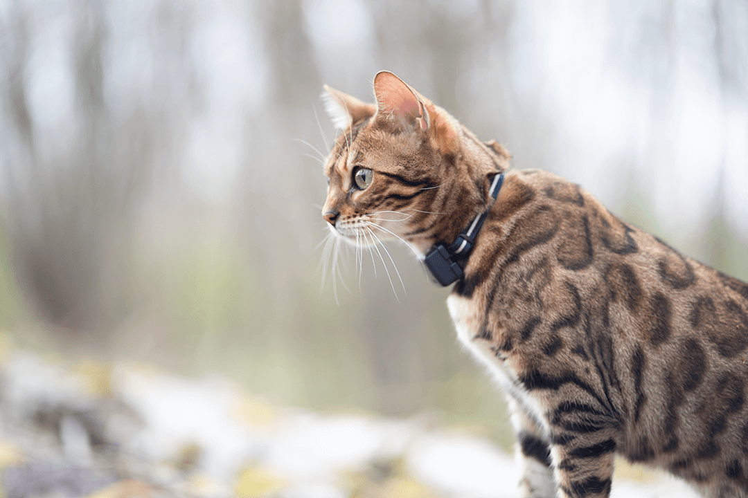 Bengalkatze trägt Rogz Sicherheitshalsband und Cat Mini Tracker