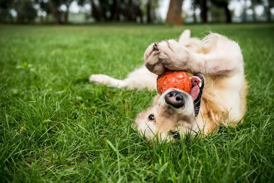Hund liegt im Gras auf dem Rücken und Spielt mit Ball
