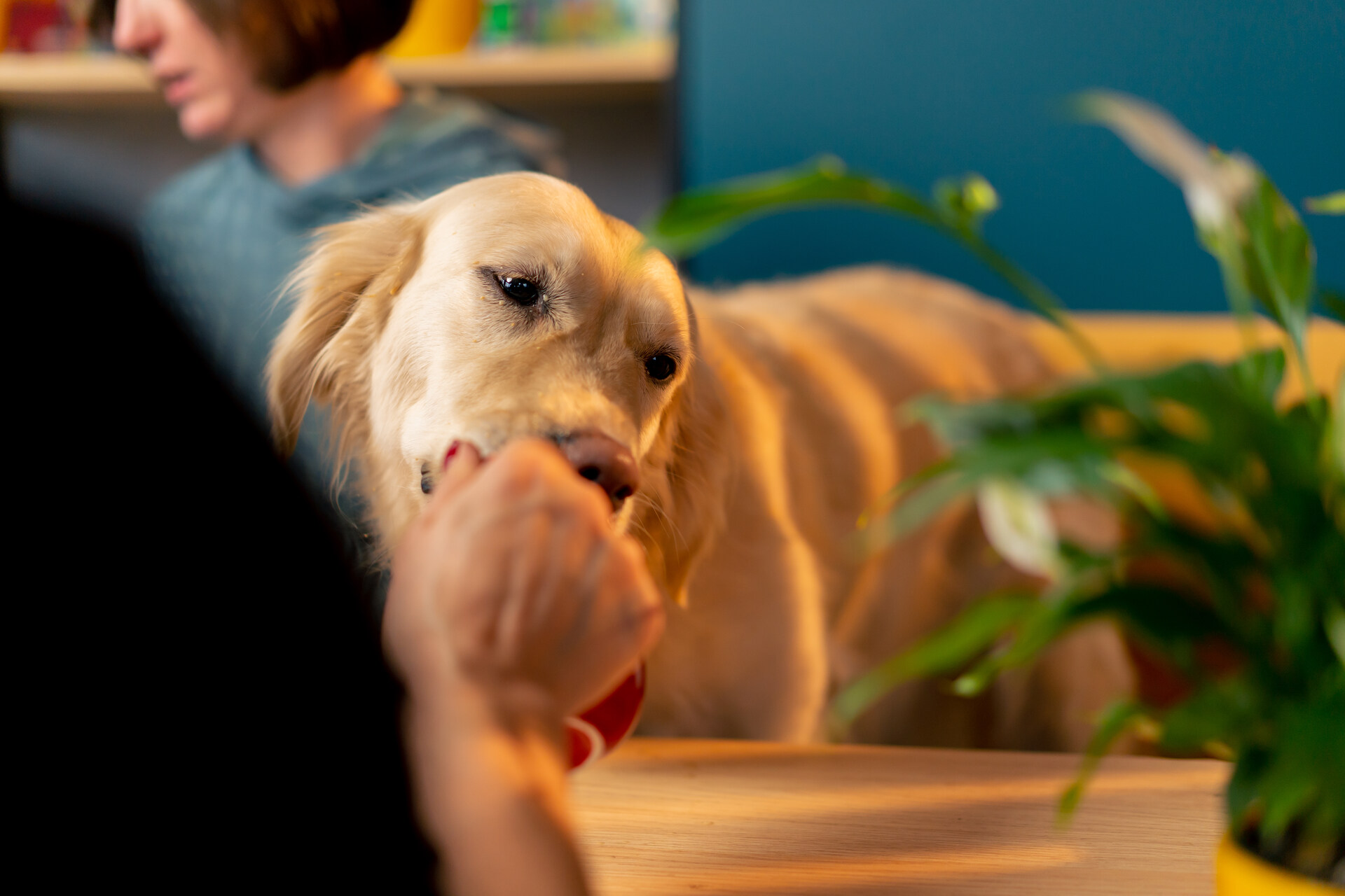 A dog sniffing a treat in a woman's hand