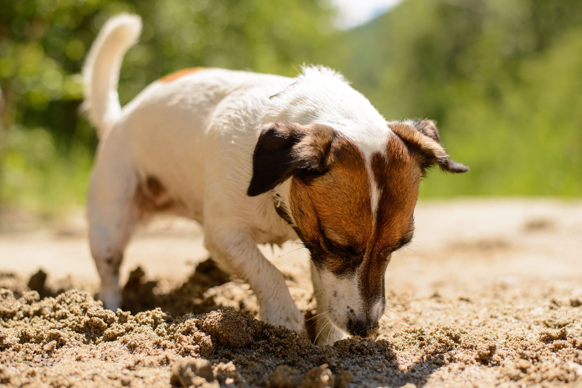 A dog digging into a sandbox