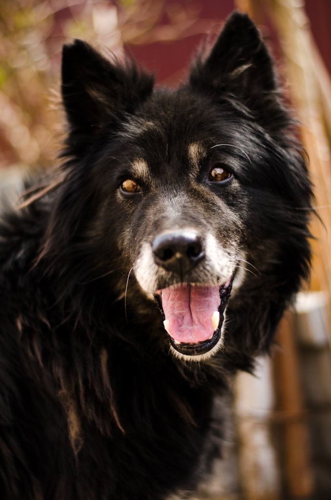 Closeup of a black furred senior dog
